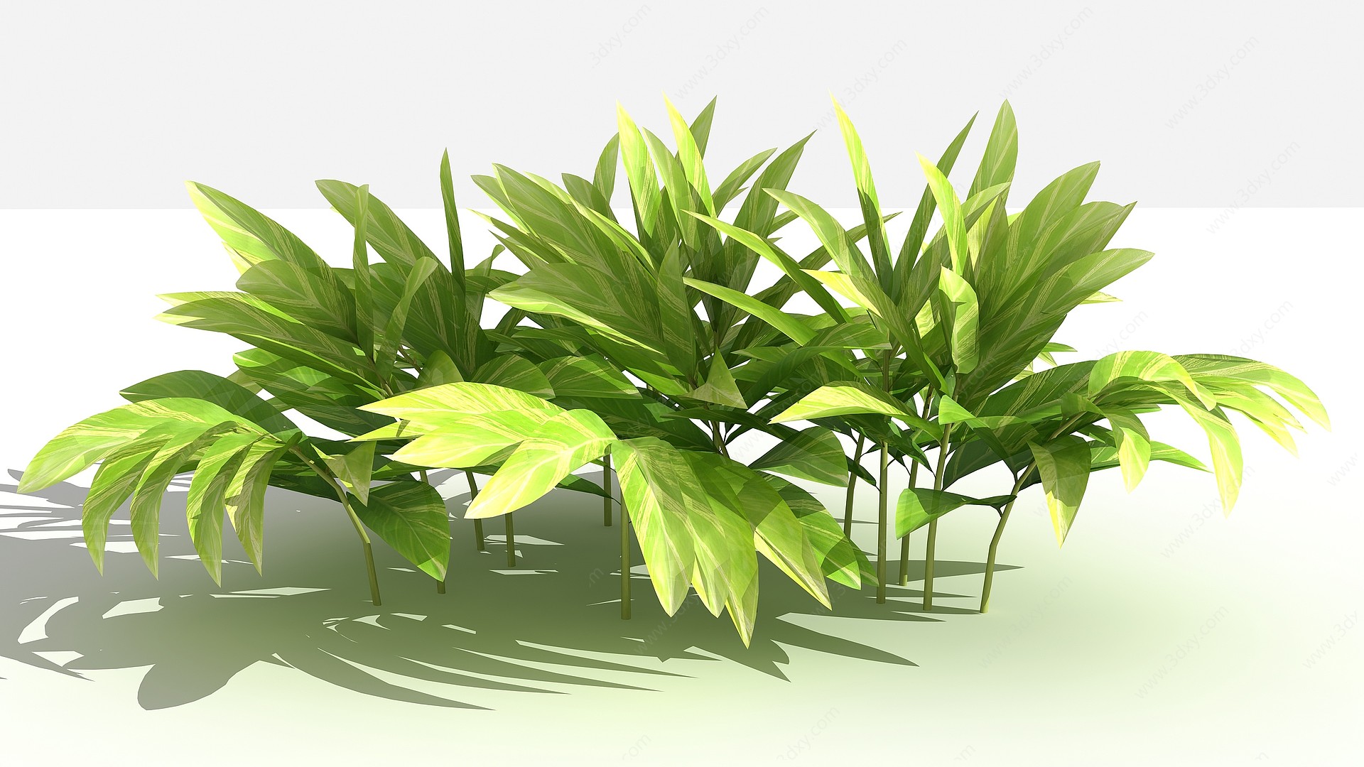 中式花叶良姜灌木3D模型
