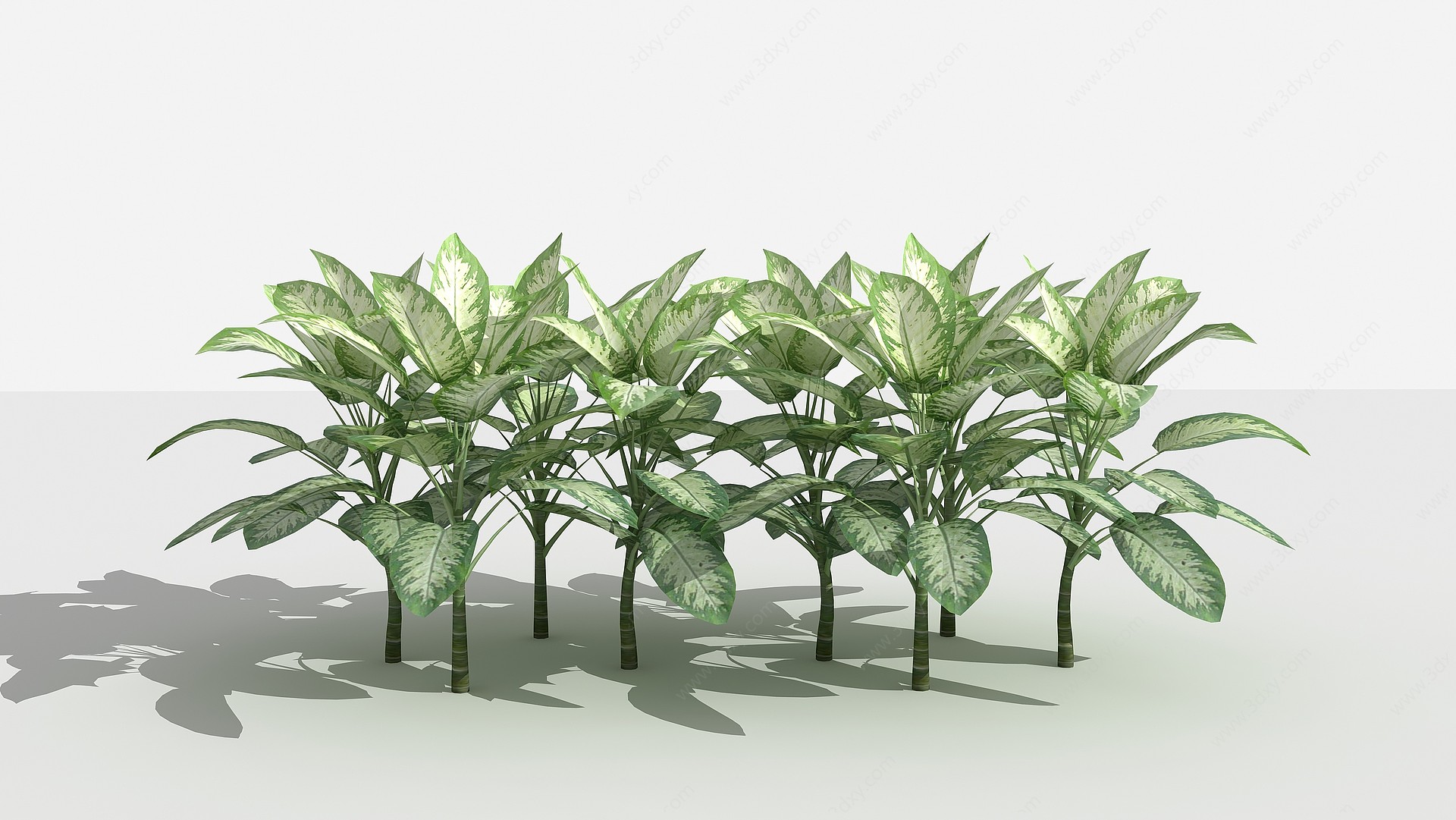 斑马万年青灌木树植物3D模型