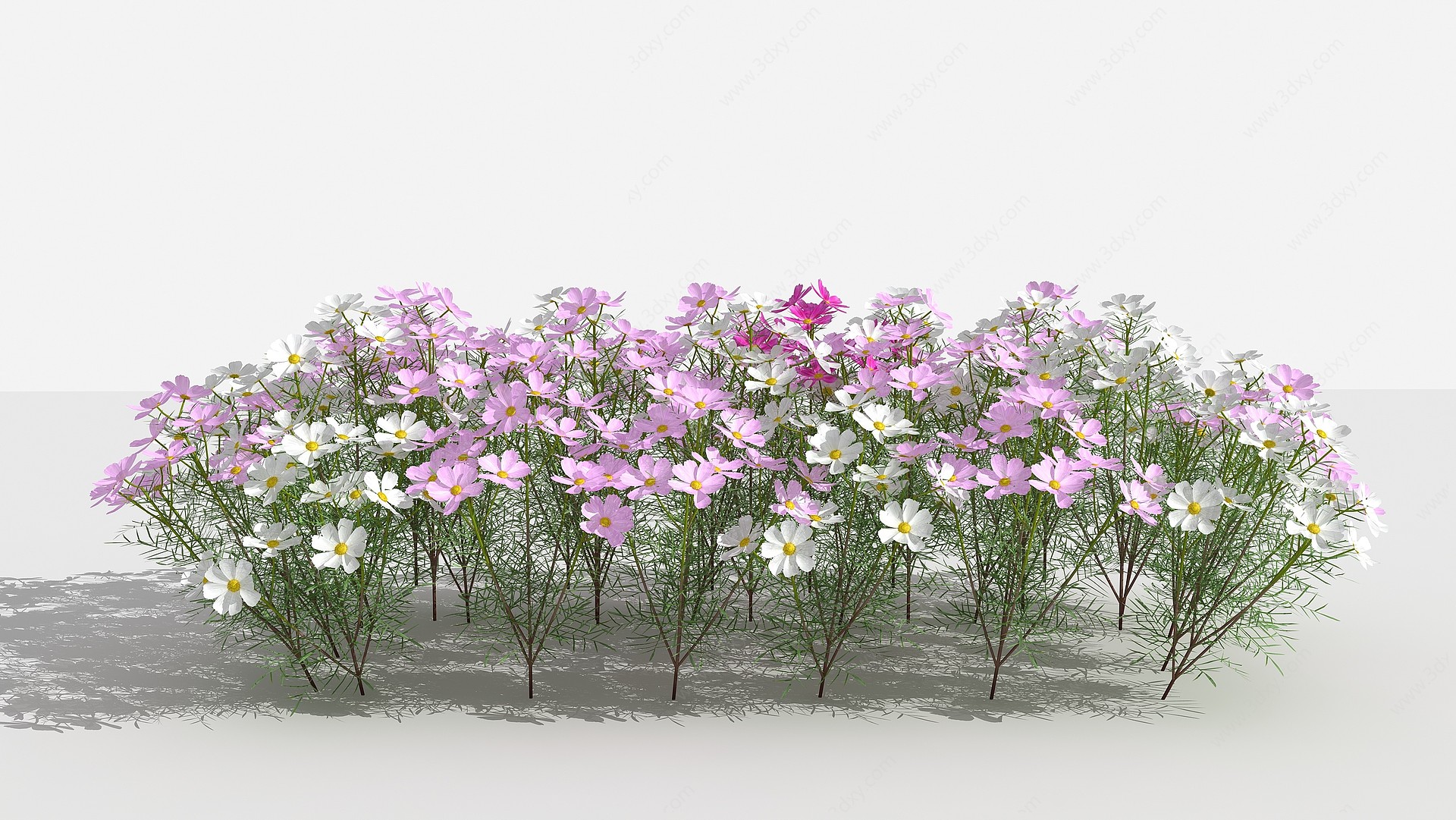 波斯菊灌木树植物3D模型