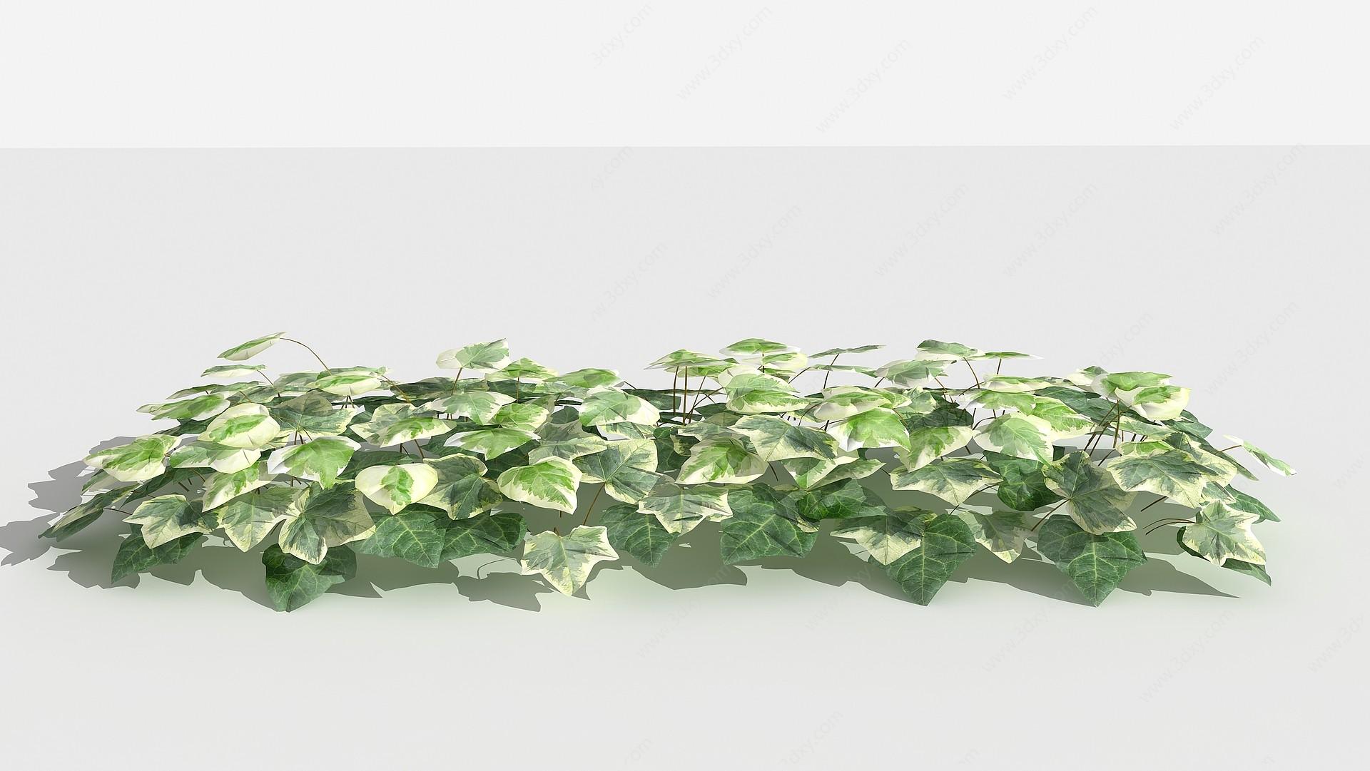 中式常春藤灌木树植物3D模型