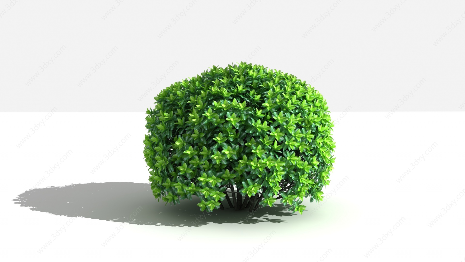 大叶黄杨灌木3D模型