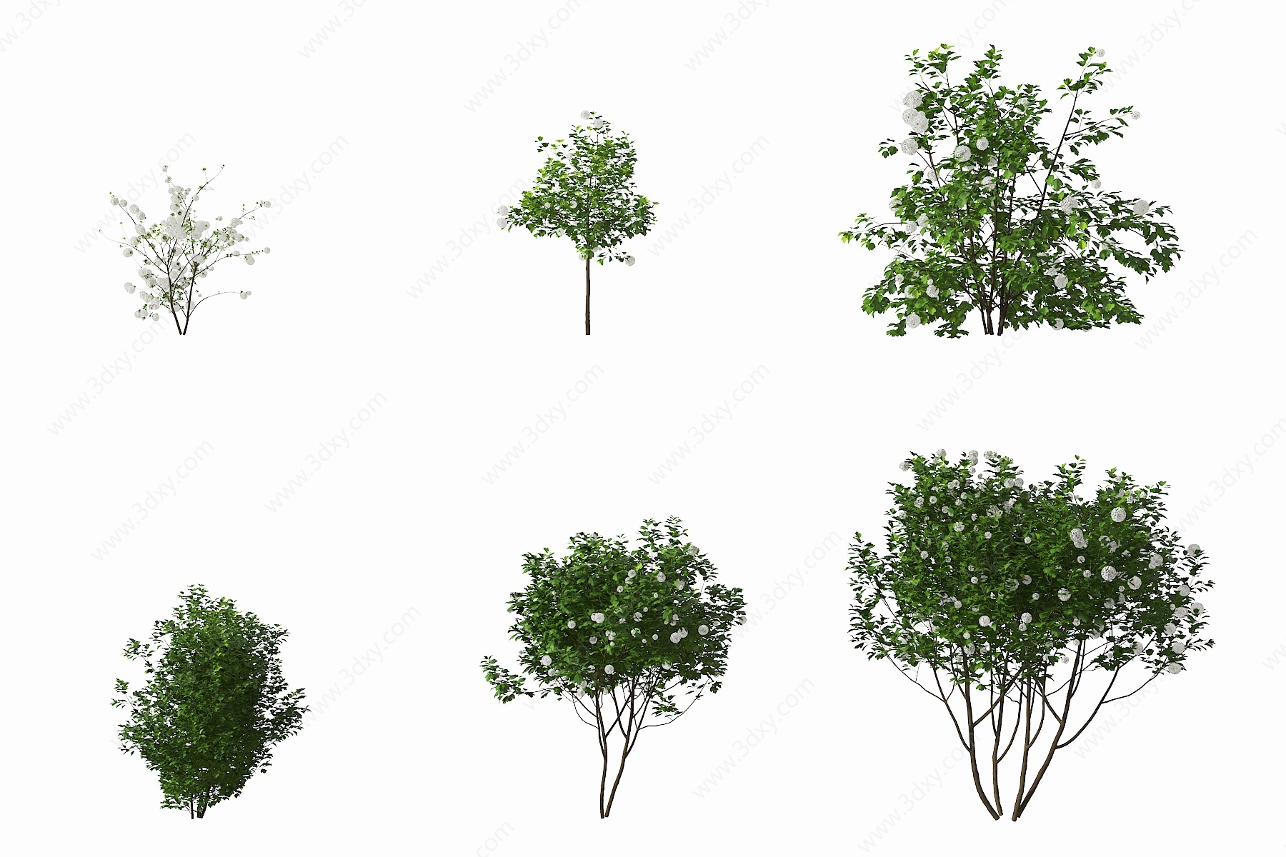 现代荚蒾灌木3D模型