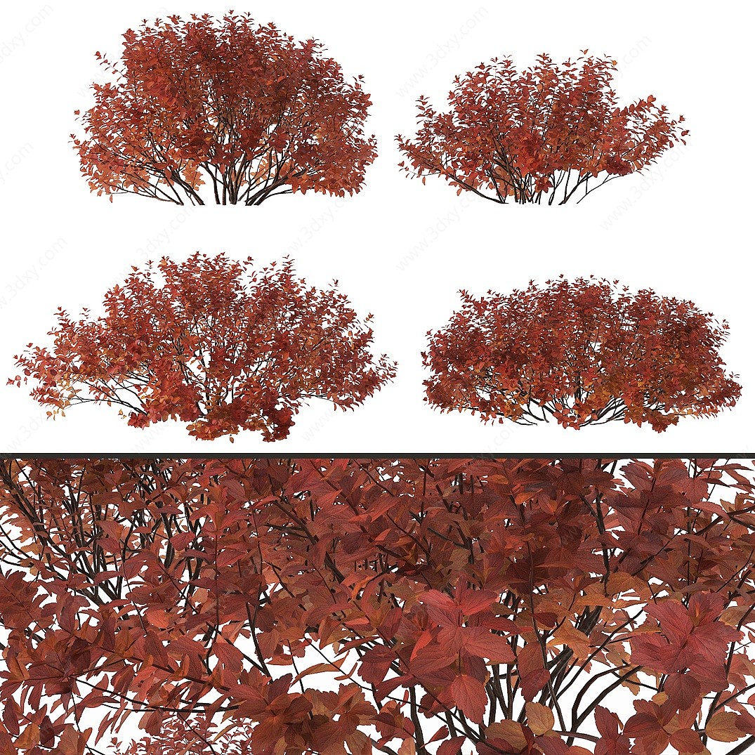现代红天竹灌木3D模型