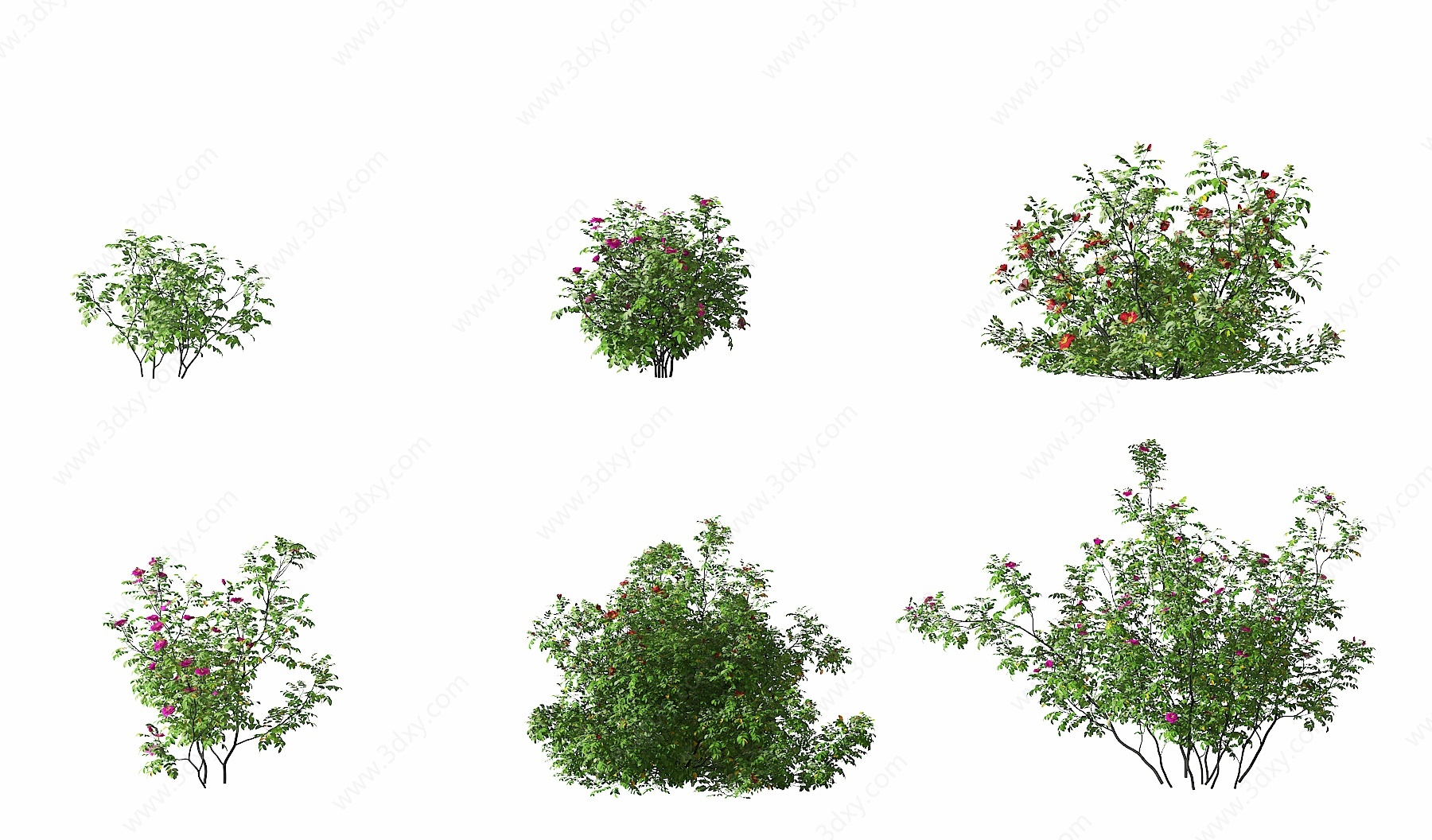现代玫瑰灌木3D模型