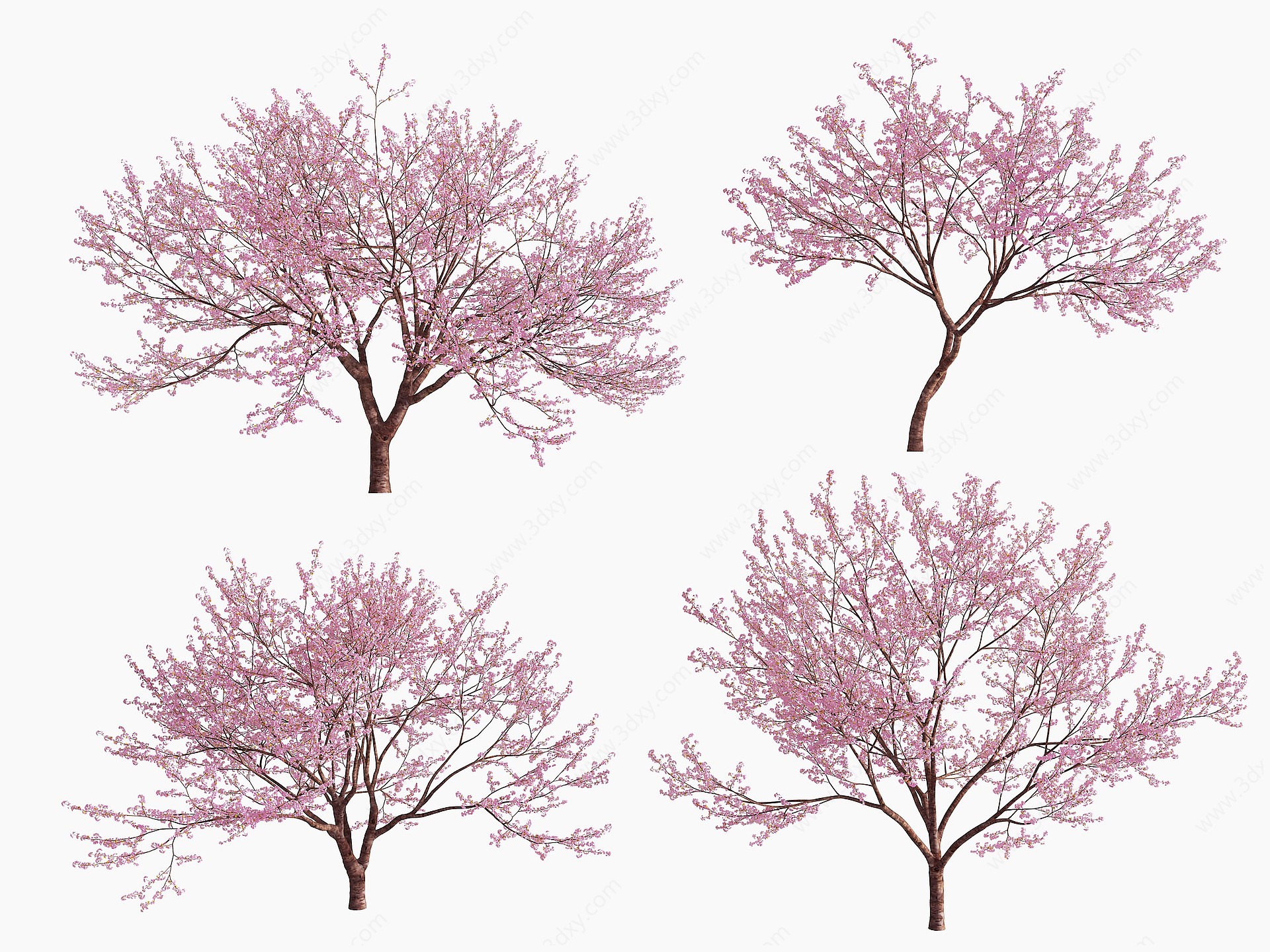 现代樱花树景观树3D模型