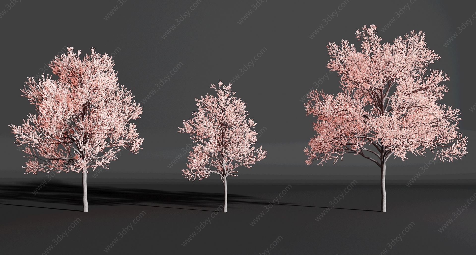现代樱花树，3D模型