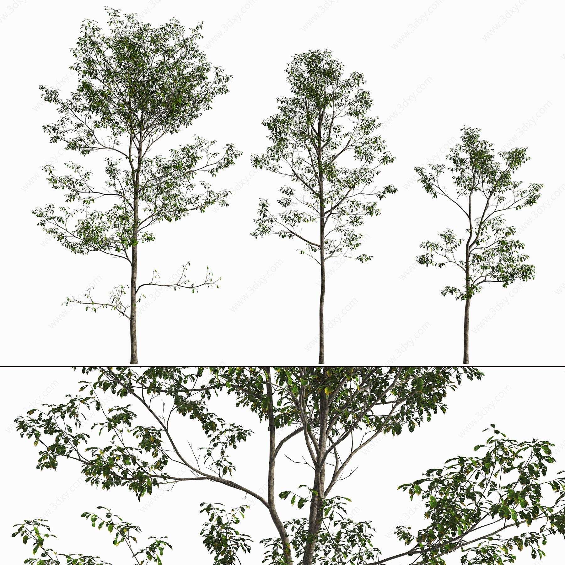 现代景观树杨树3D模型