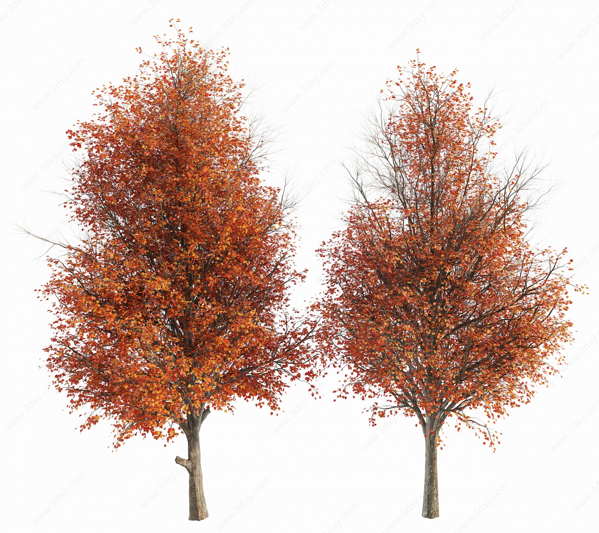 现代红树梨树3D模型