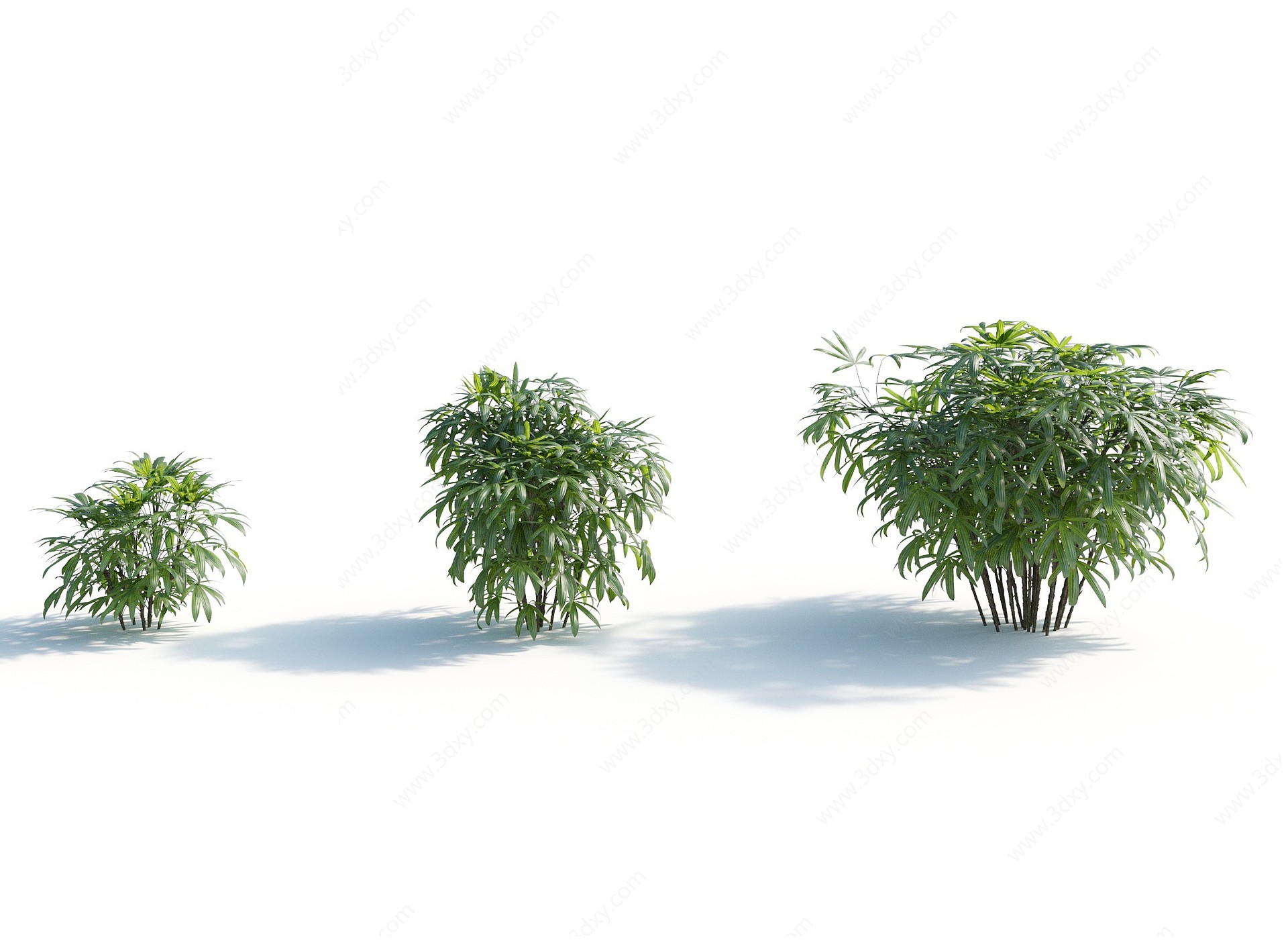 现代热带植物灌木3D模型