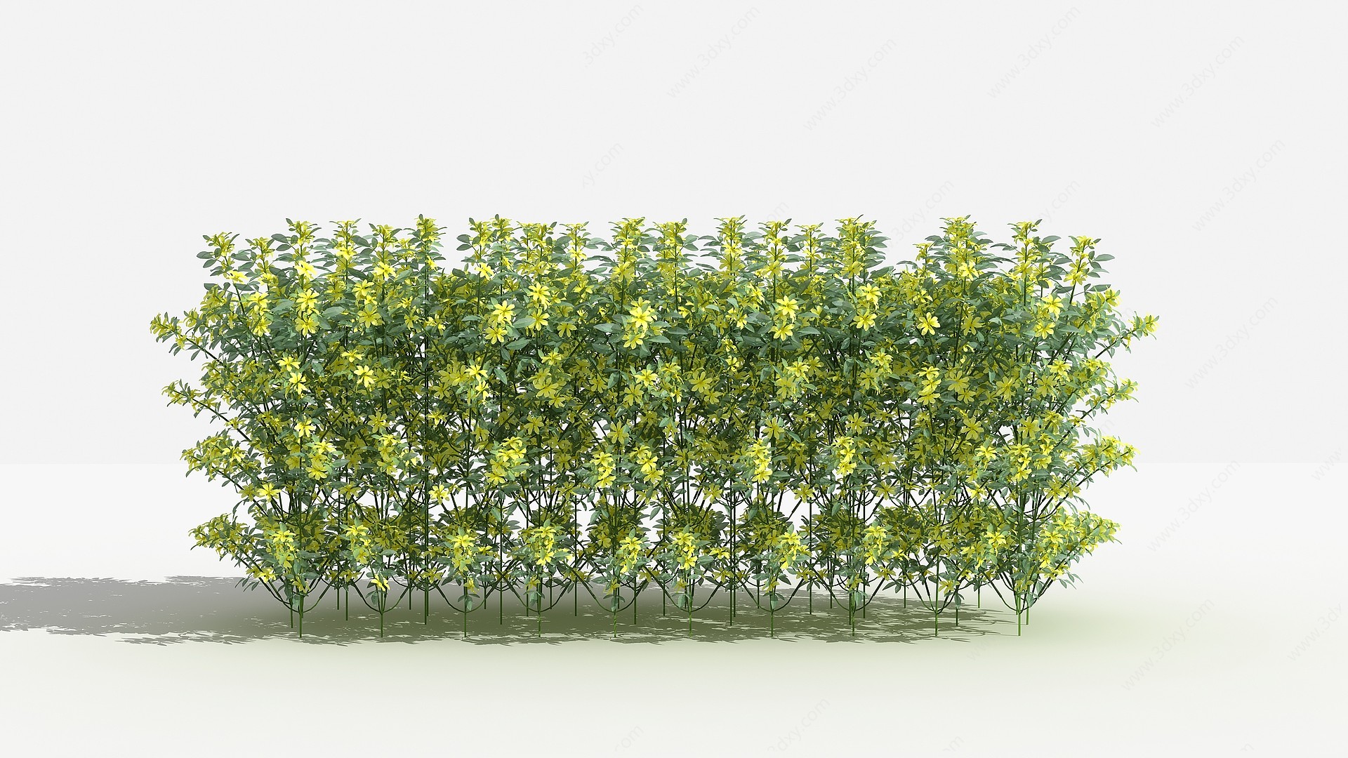 中式迎春柳绿篱灌木树植物3D模型