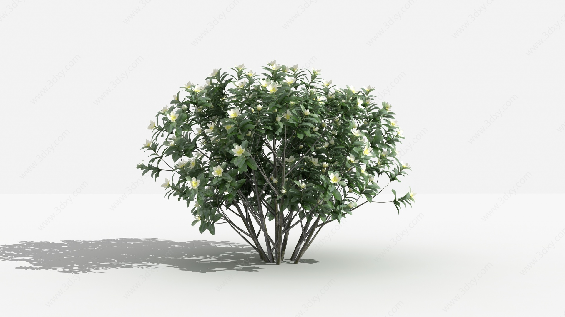 中式云南含笑灌木树植物3D模型