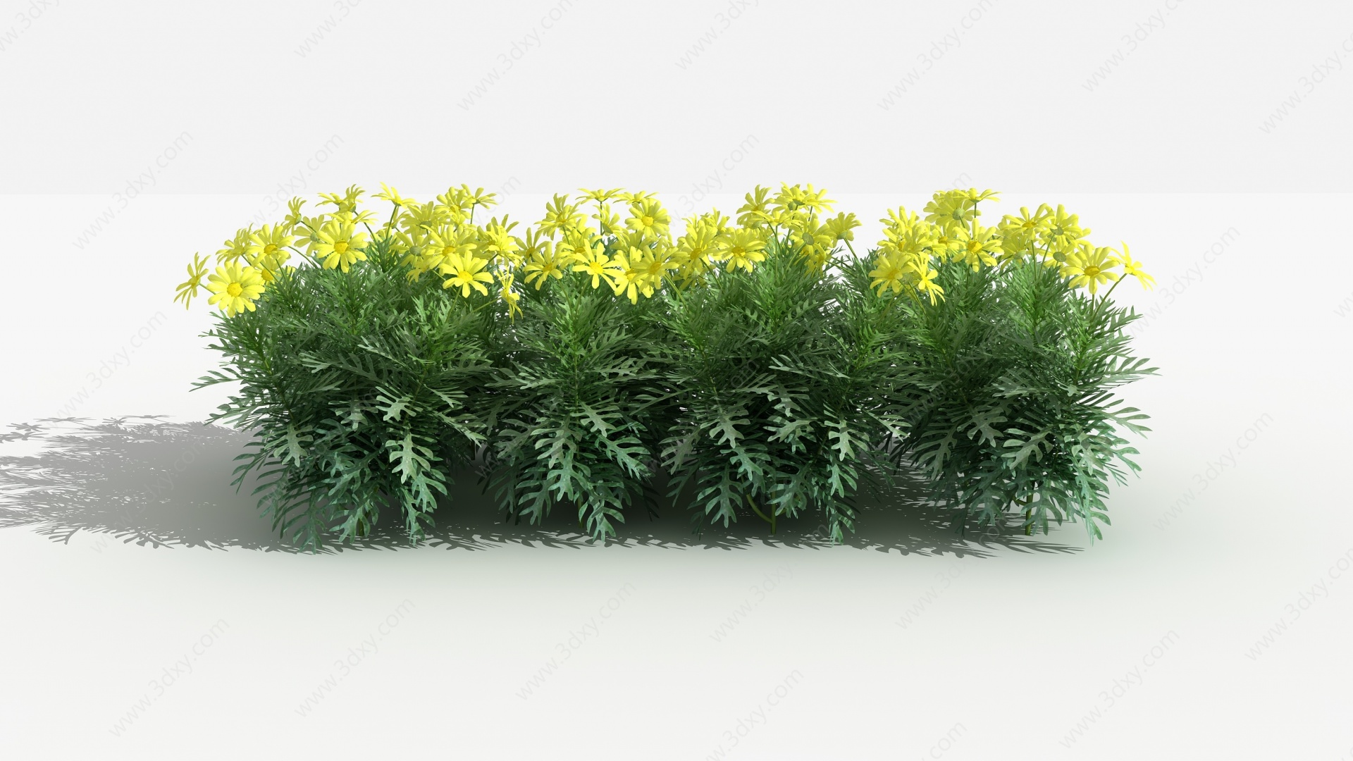 中式云南蓍草灌木树3D模型