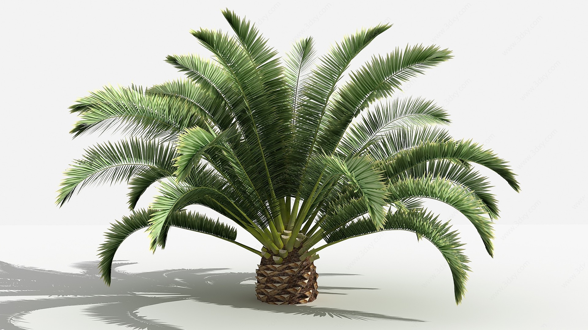中式加纳利海枣灌木树植物3D模型