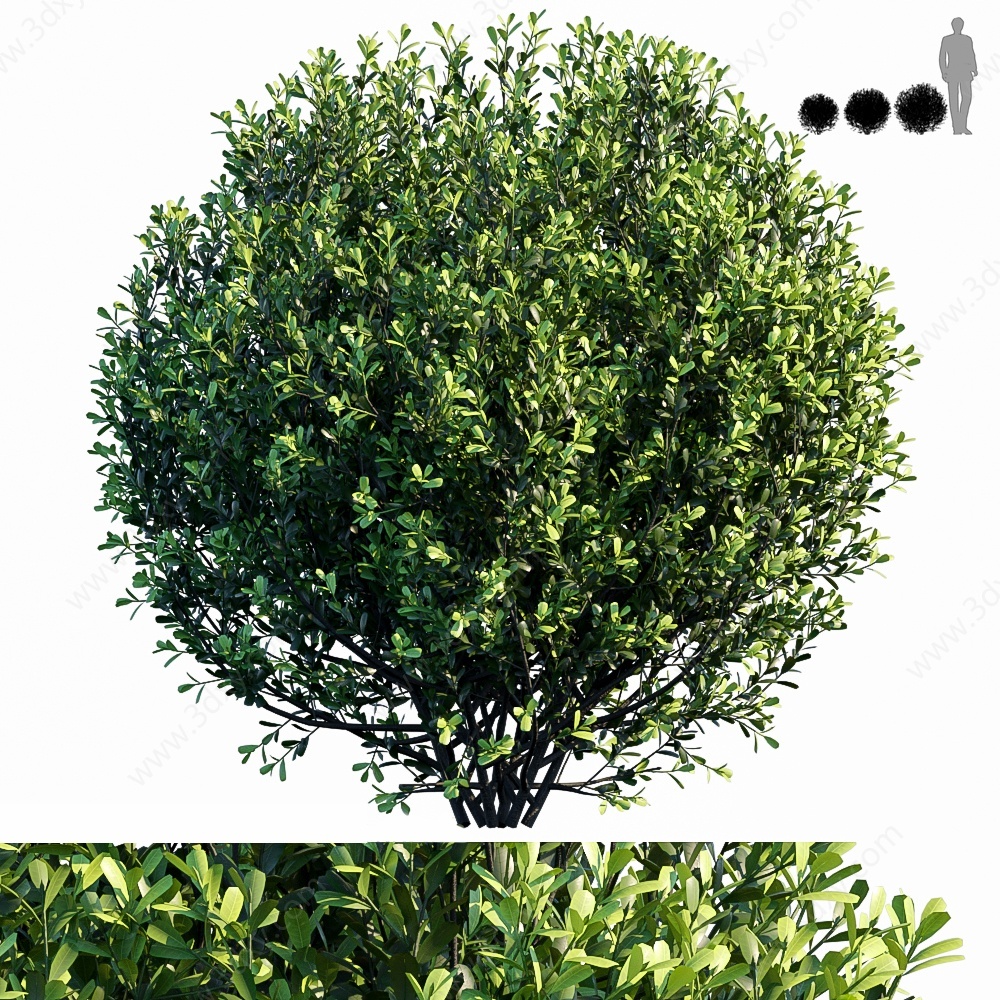 现代植物灌木树绿篱3D模型