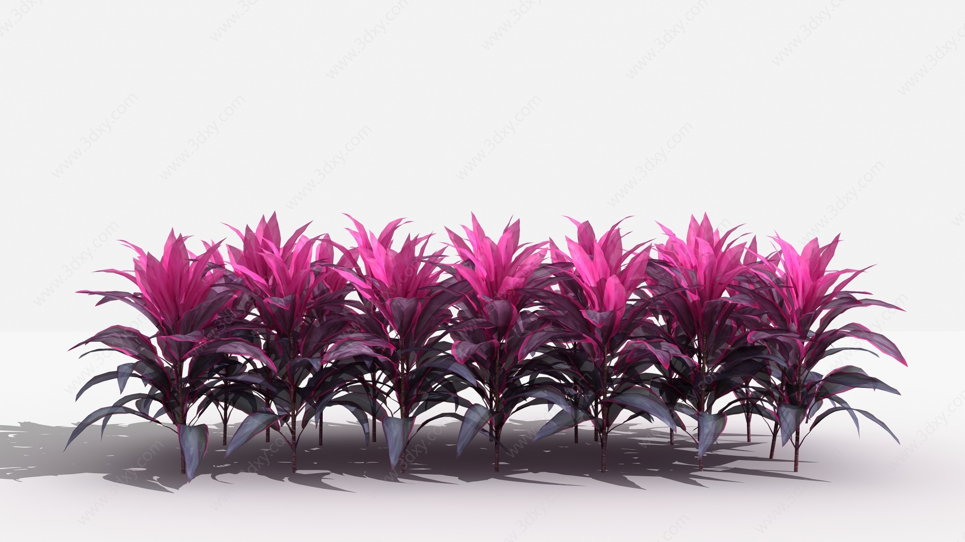 中式茱蕉灌木树植物3D模型