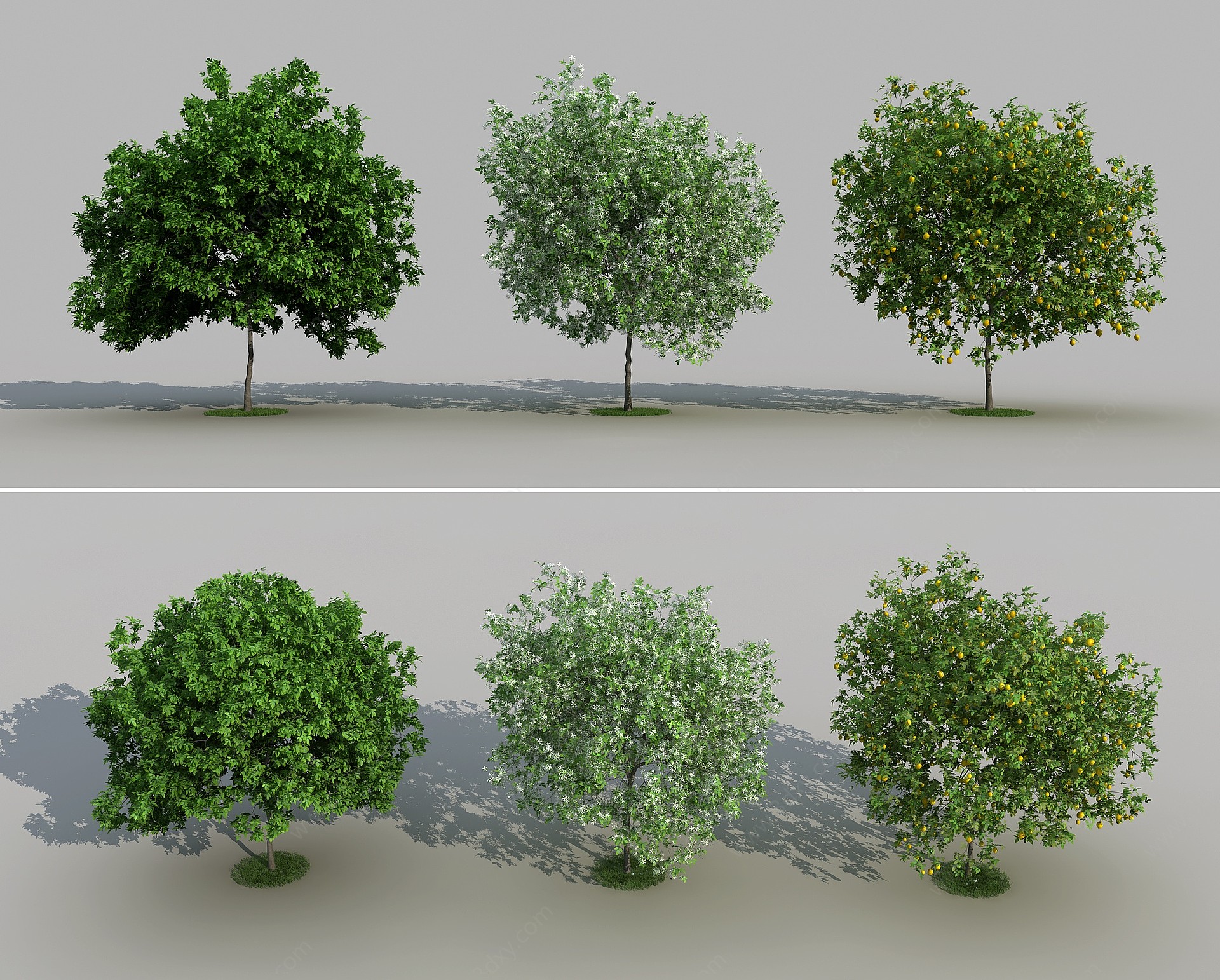 现代柠檬果树3D模型