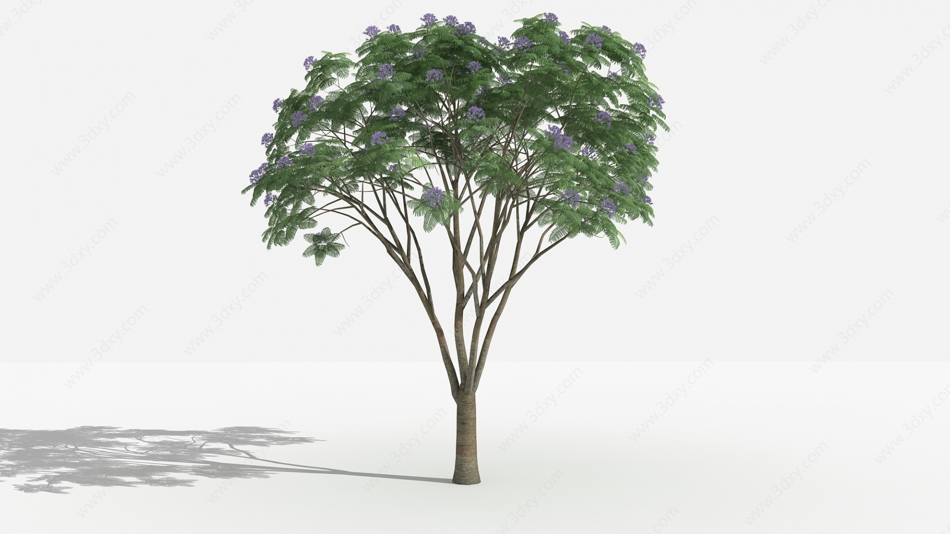 中式兰花楹灌木3D模型