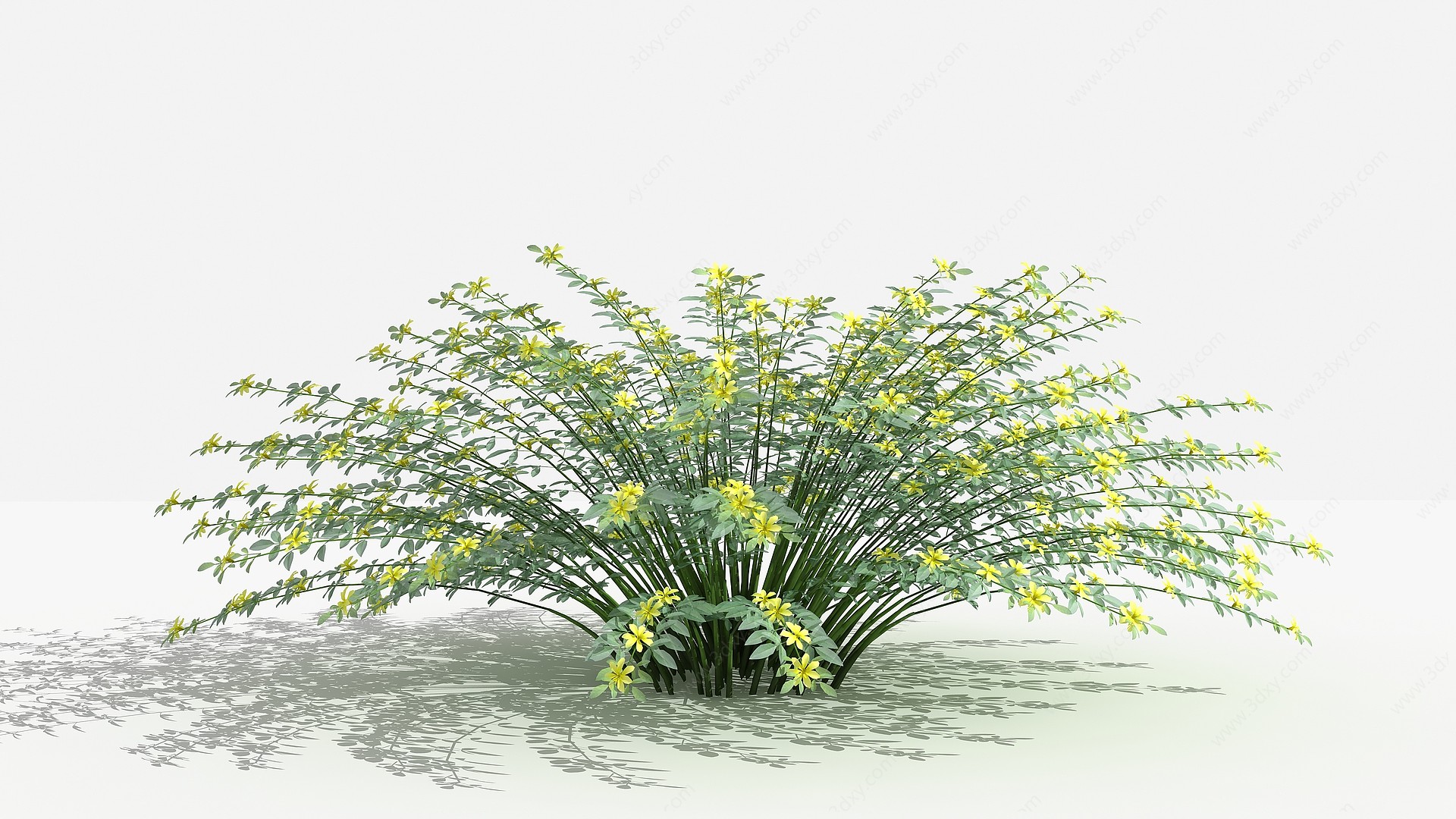中式迎春柳灌木树植物3D模型