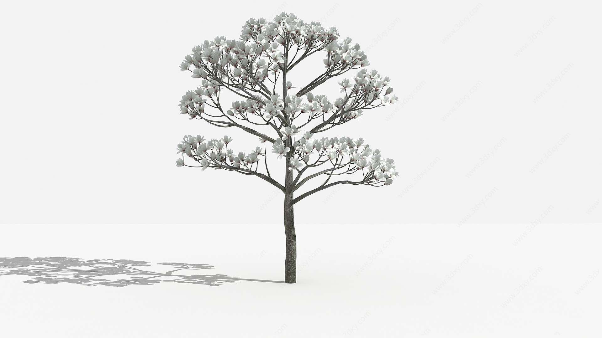 白玉兰灌木树植物3D模型