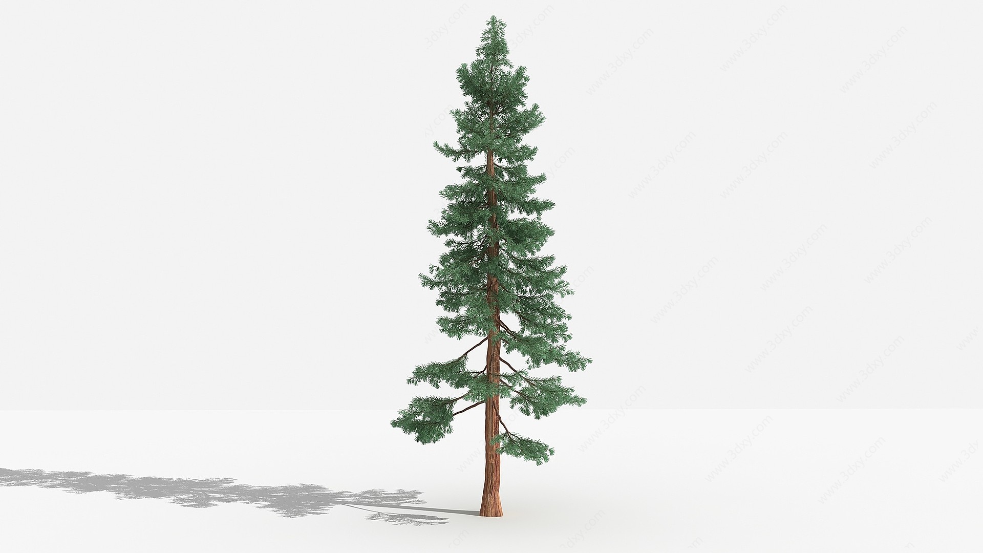 北美红杉灌木树植物3D模型