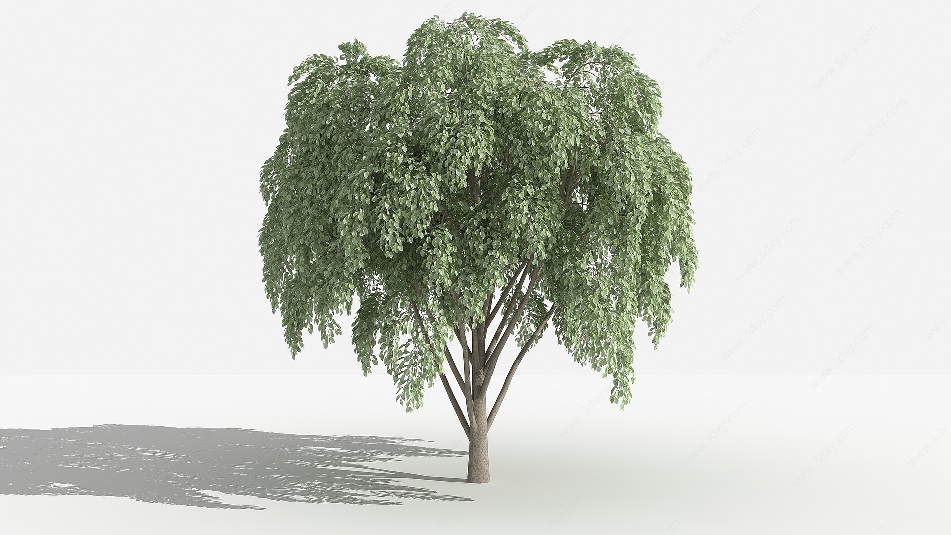 垂叶榕灌木树植物花草3D模型