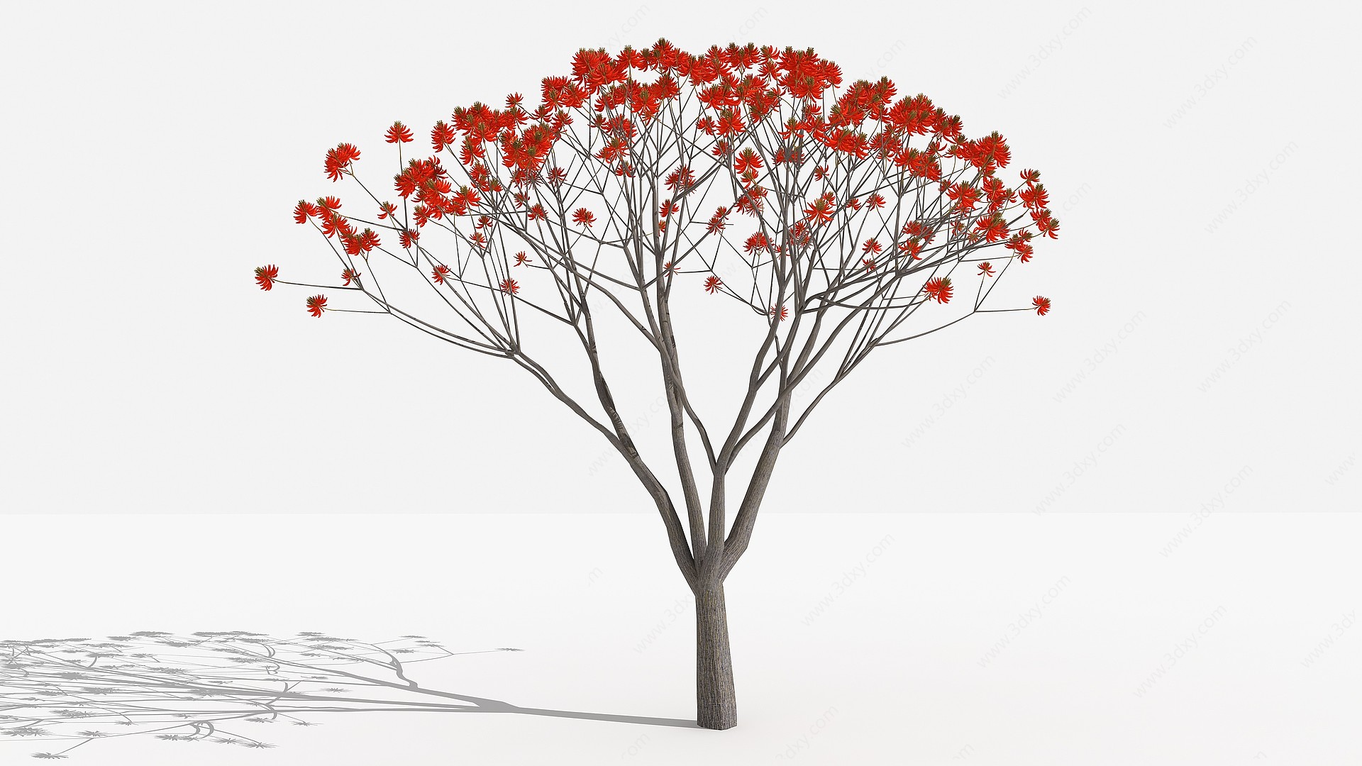 刺桐灌木树植物3D模型