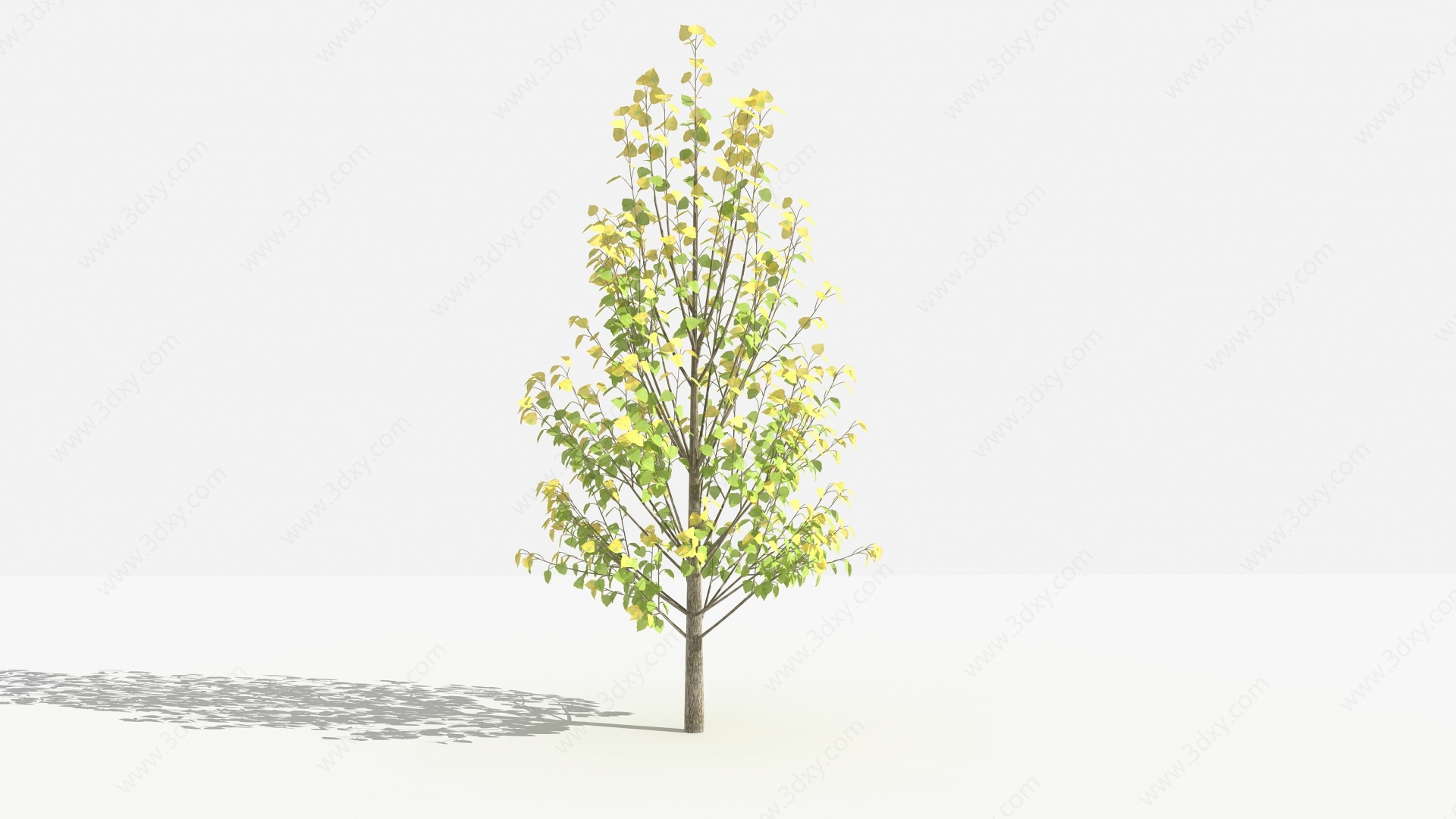 滇杨灌木树植物3D模型