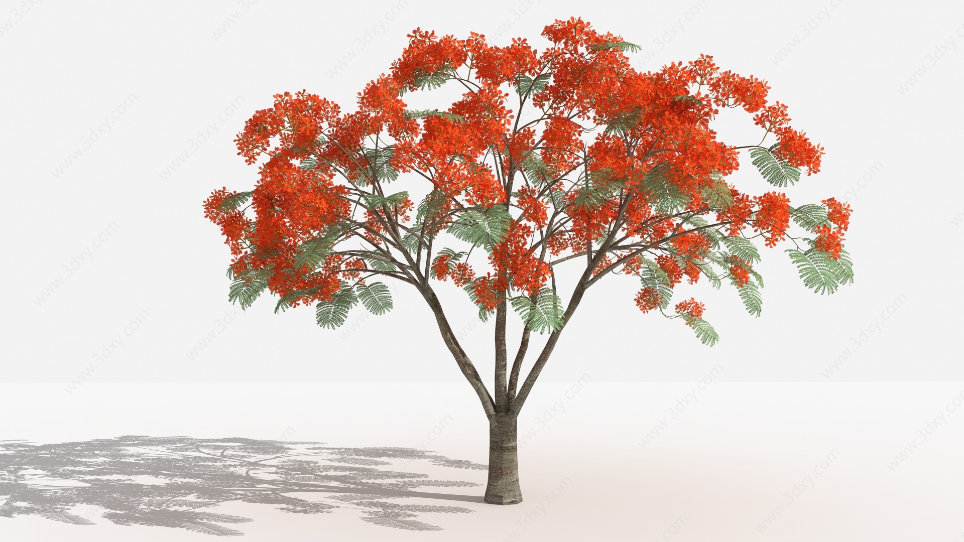 凤凰木灌木树3D模型