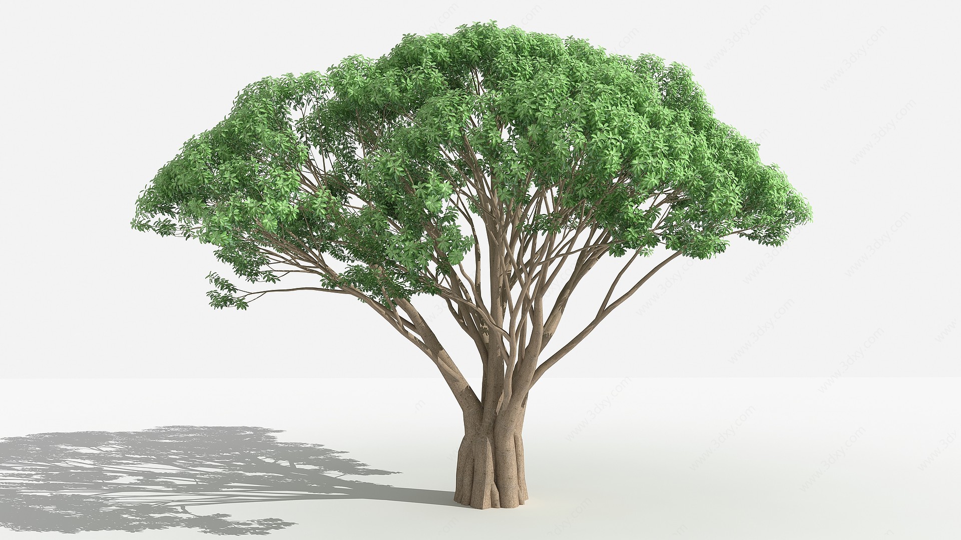 高山榕灌木树植物3D模型