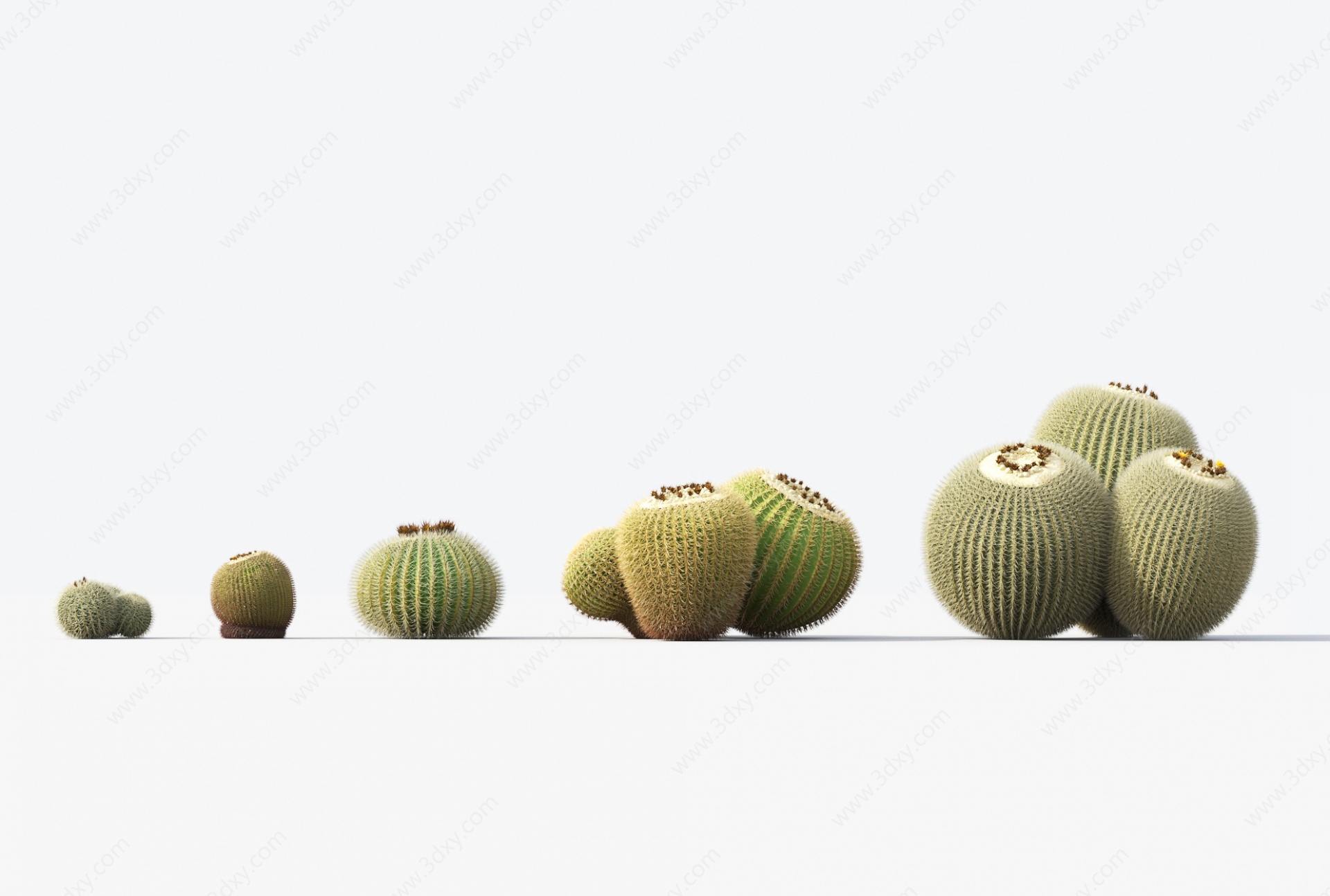 现代植物盆栽仙人球3D模型