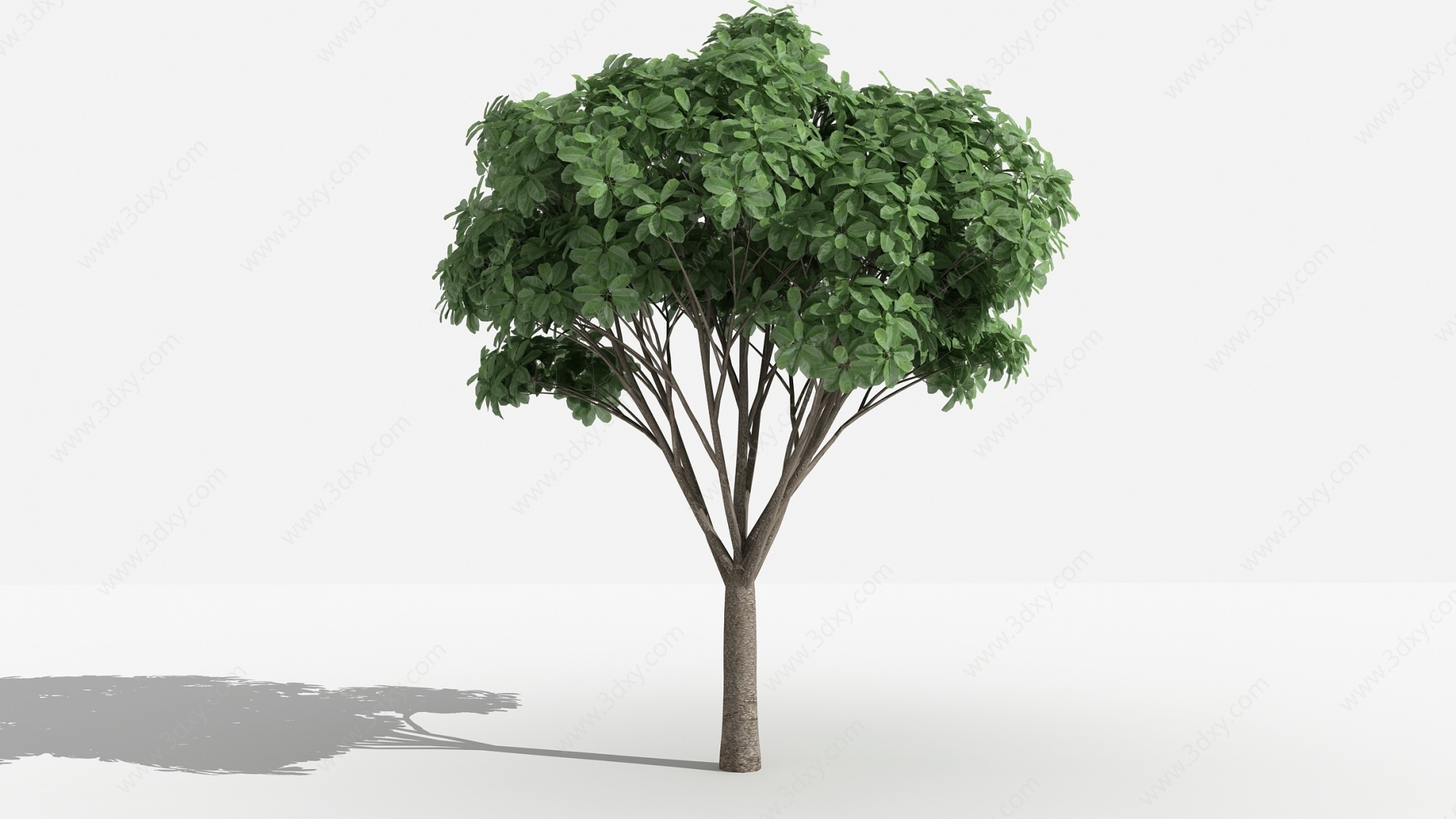 虎克榕灌木树植物3D模型