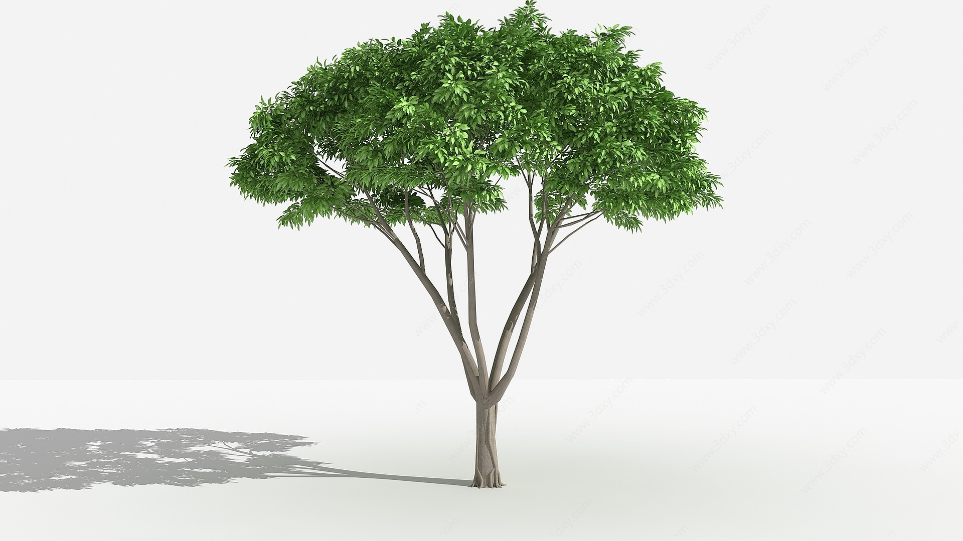 中式黄葛榕灌木树植物3D模型