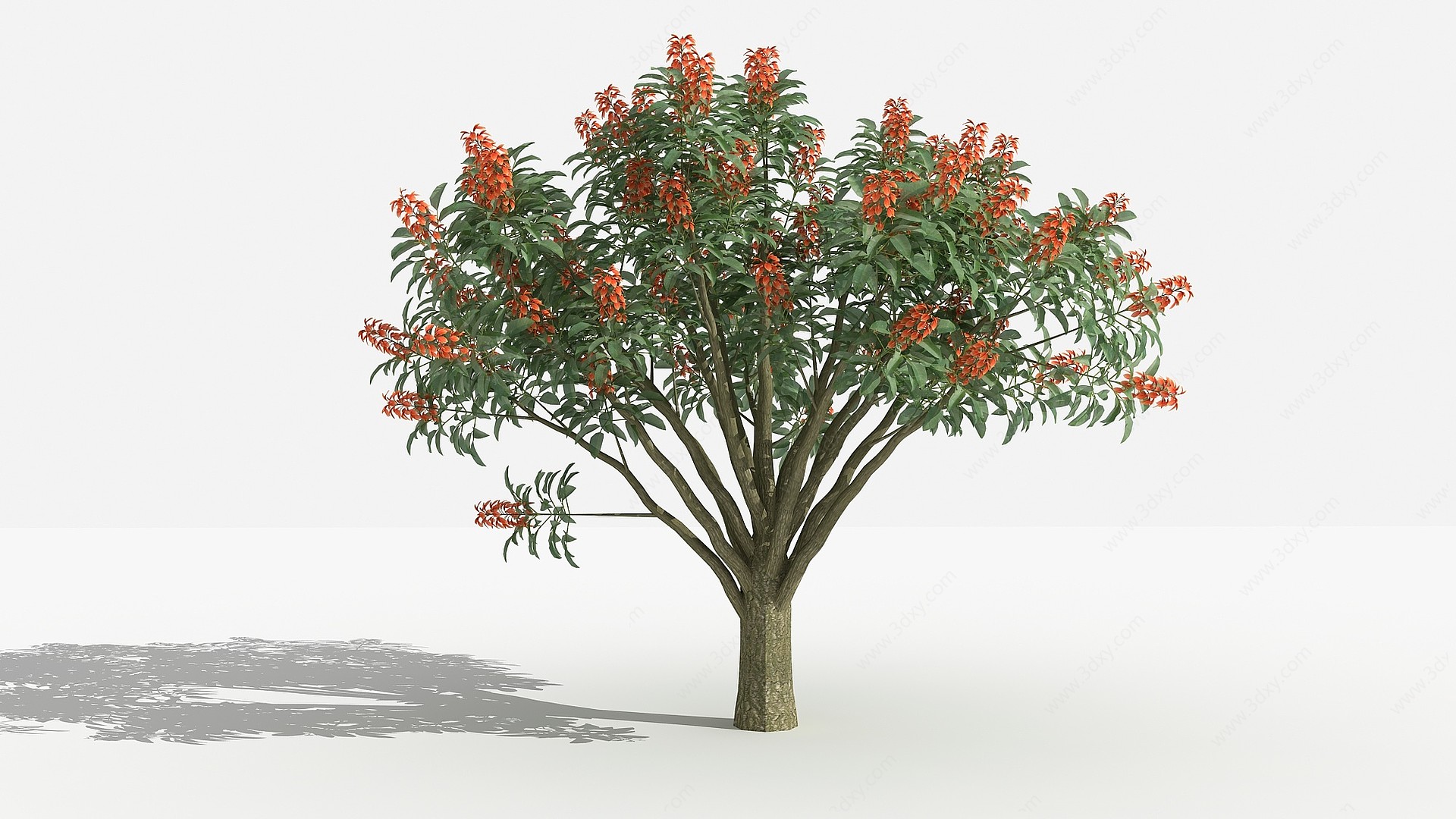 中式鸡冠刺桐灌木3D模型