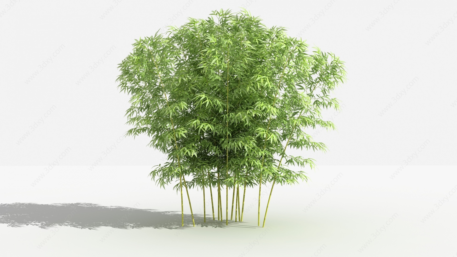 中式金竹灌木树植物3D模型