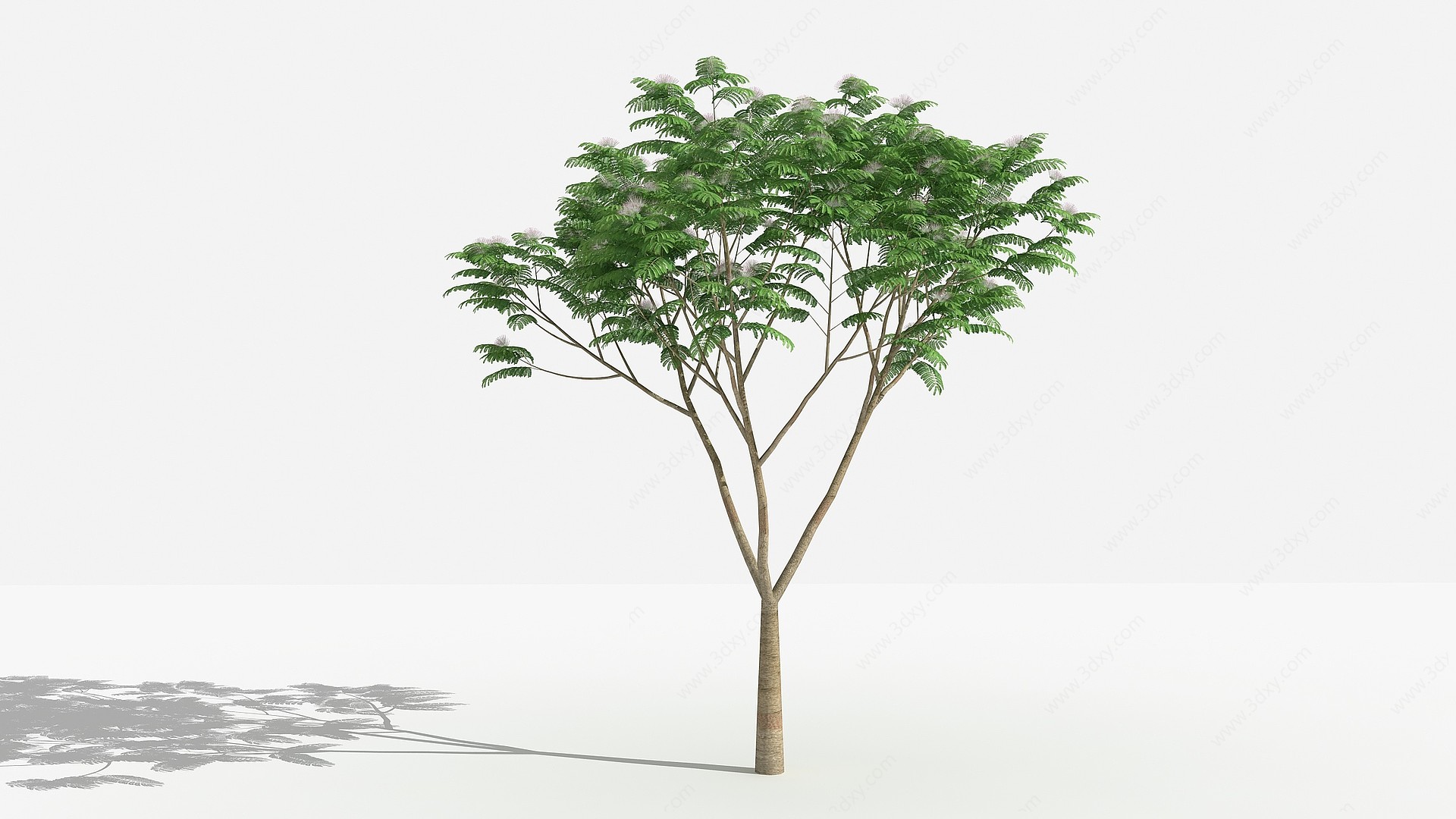 中式合欢灌木树3D模型
