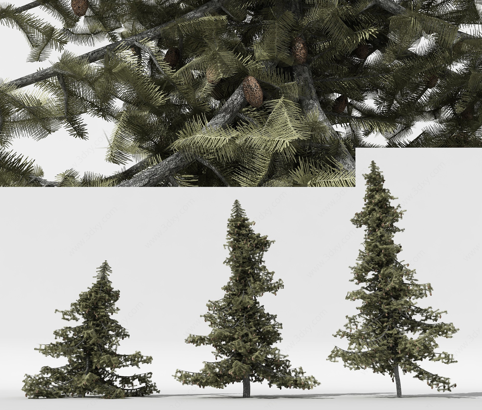 中式松树景观树庭院树树3D模型