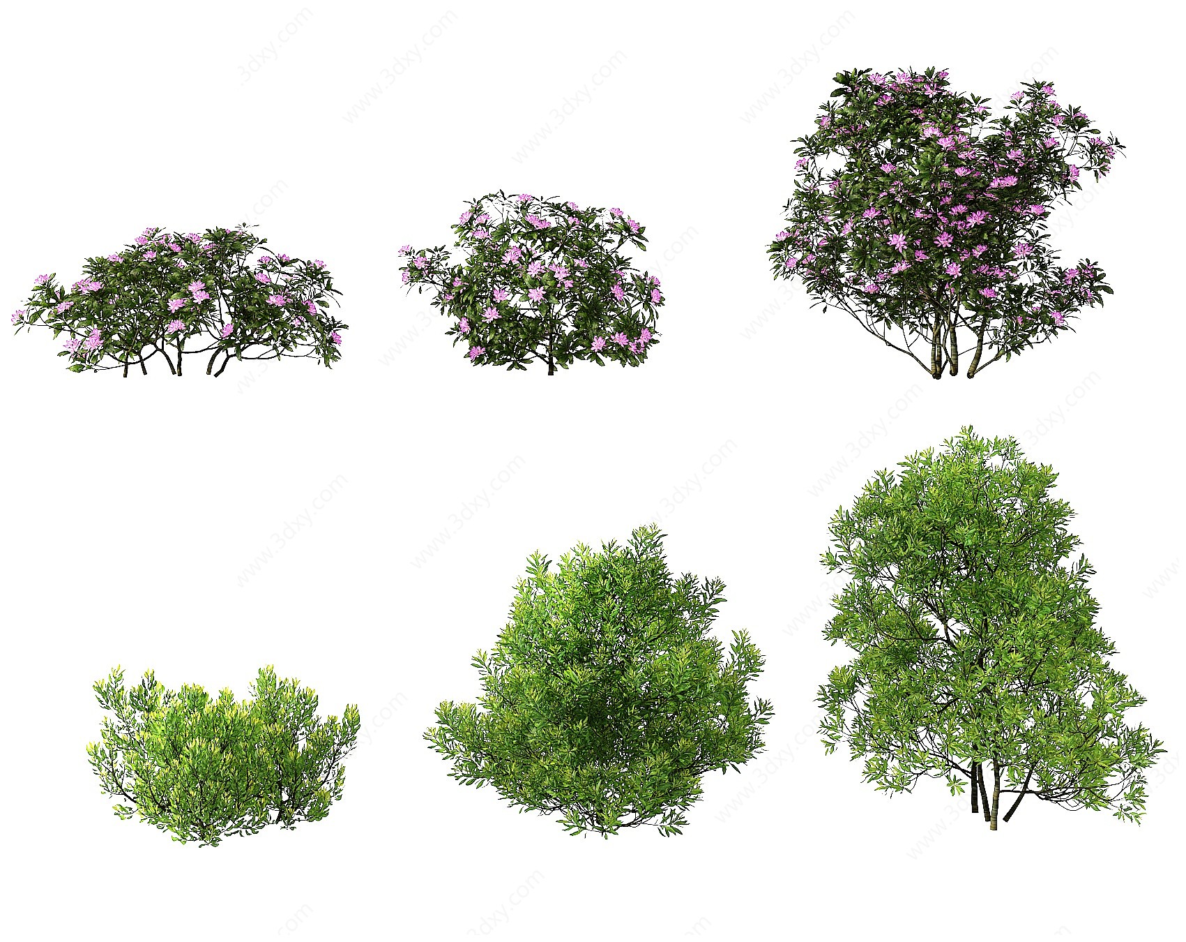 现代灌木植物,绿植3D模型