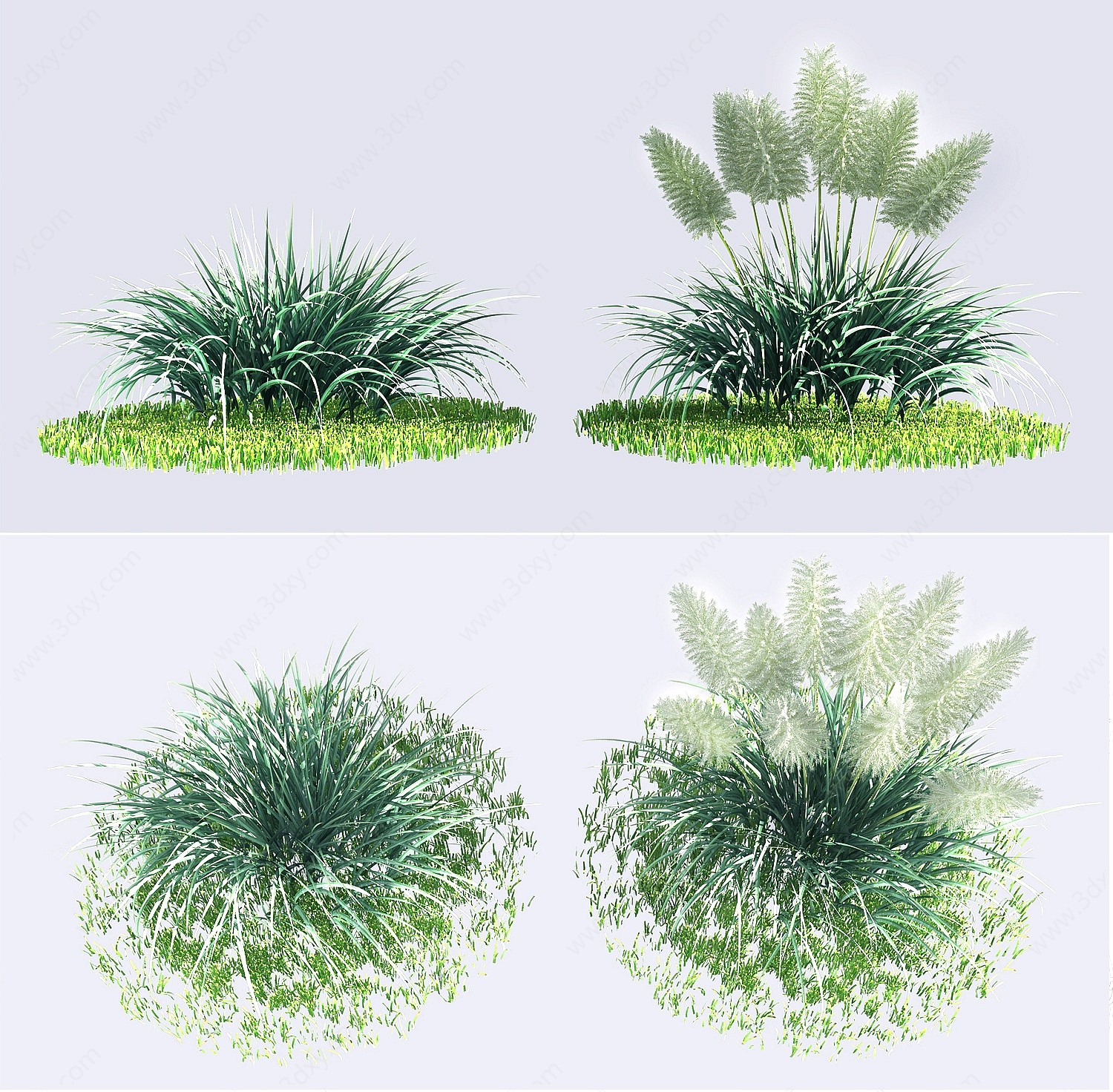 现代芦苇植物灌木3D模型