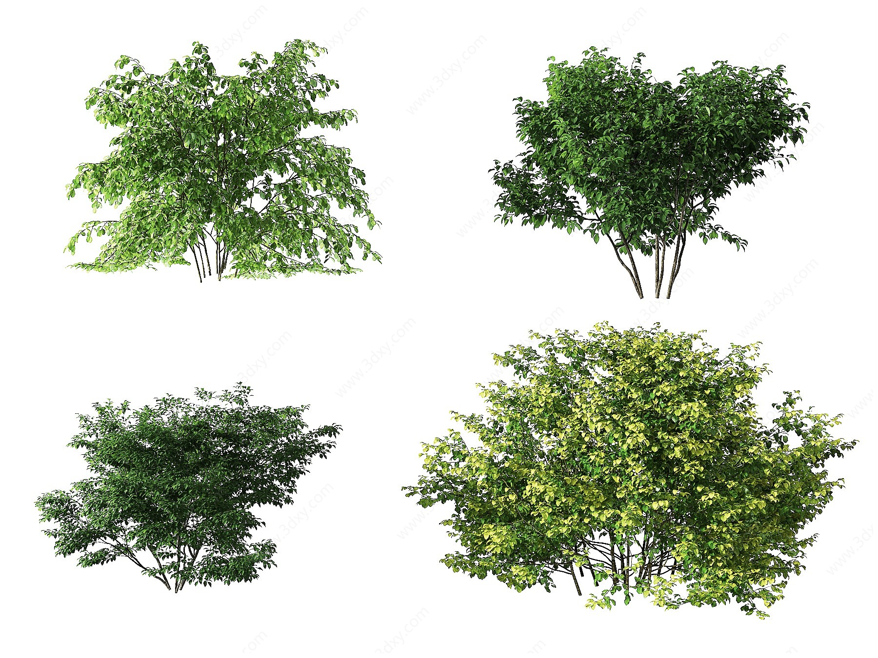 现代园林灌木绿植3D模型