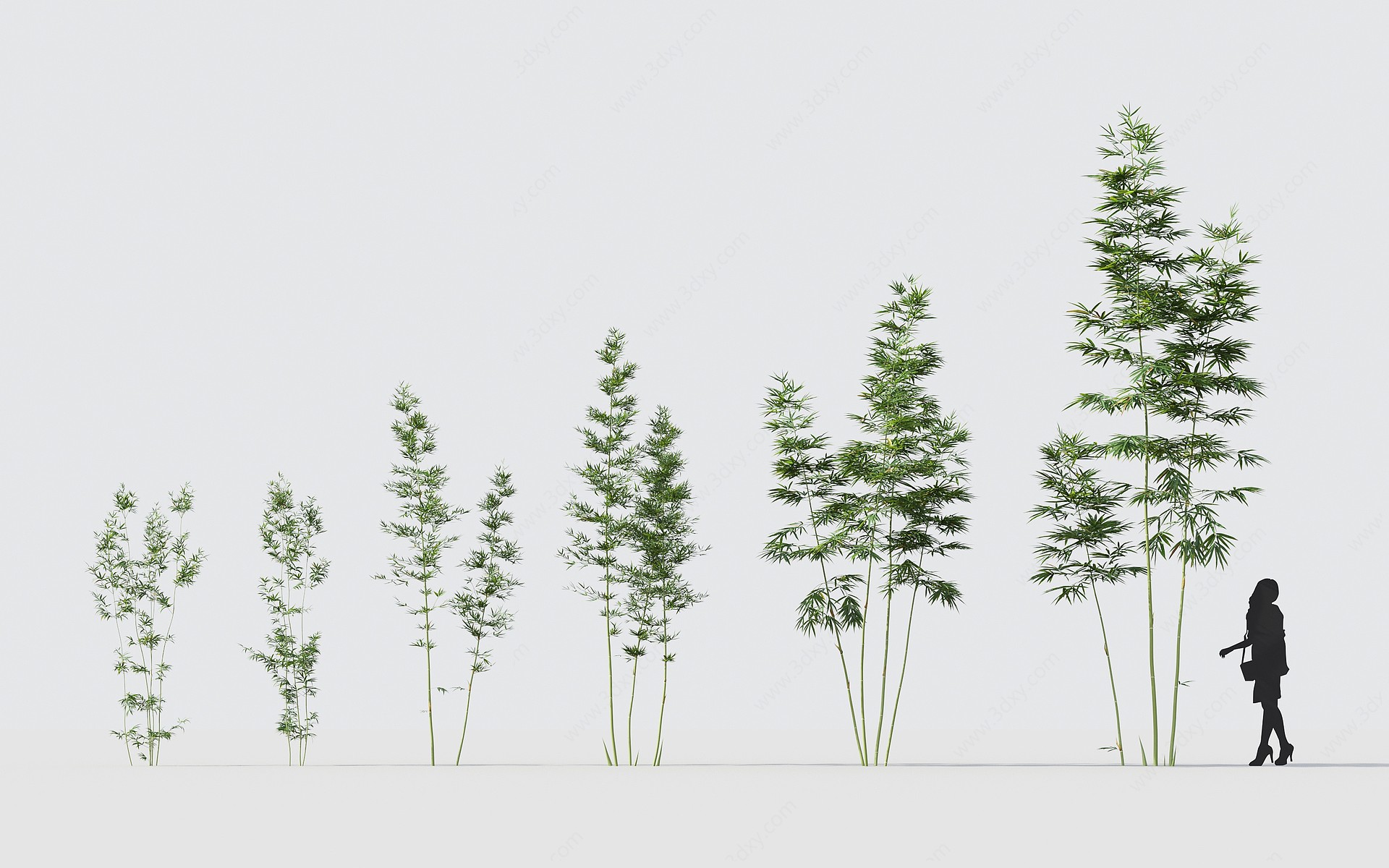 现代竹子植物花卉3D模型