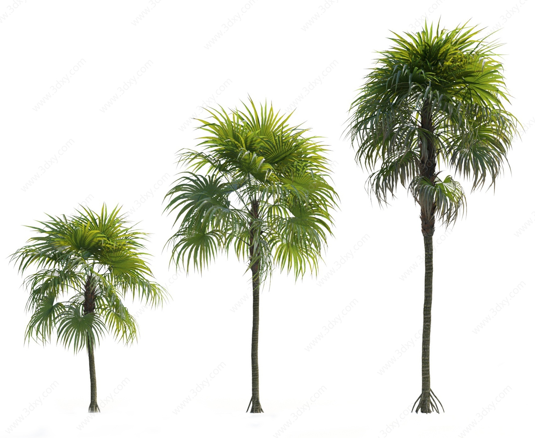 现代热带棕榈树3D模型