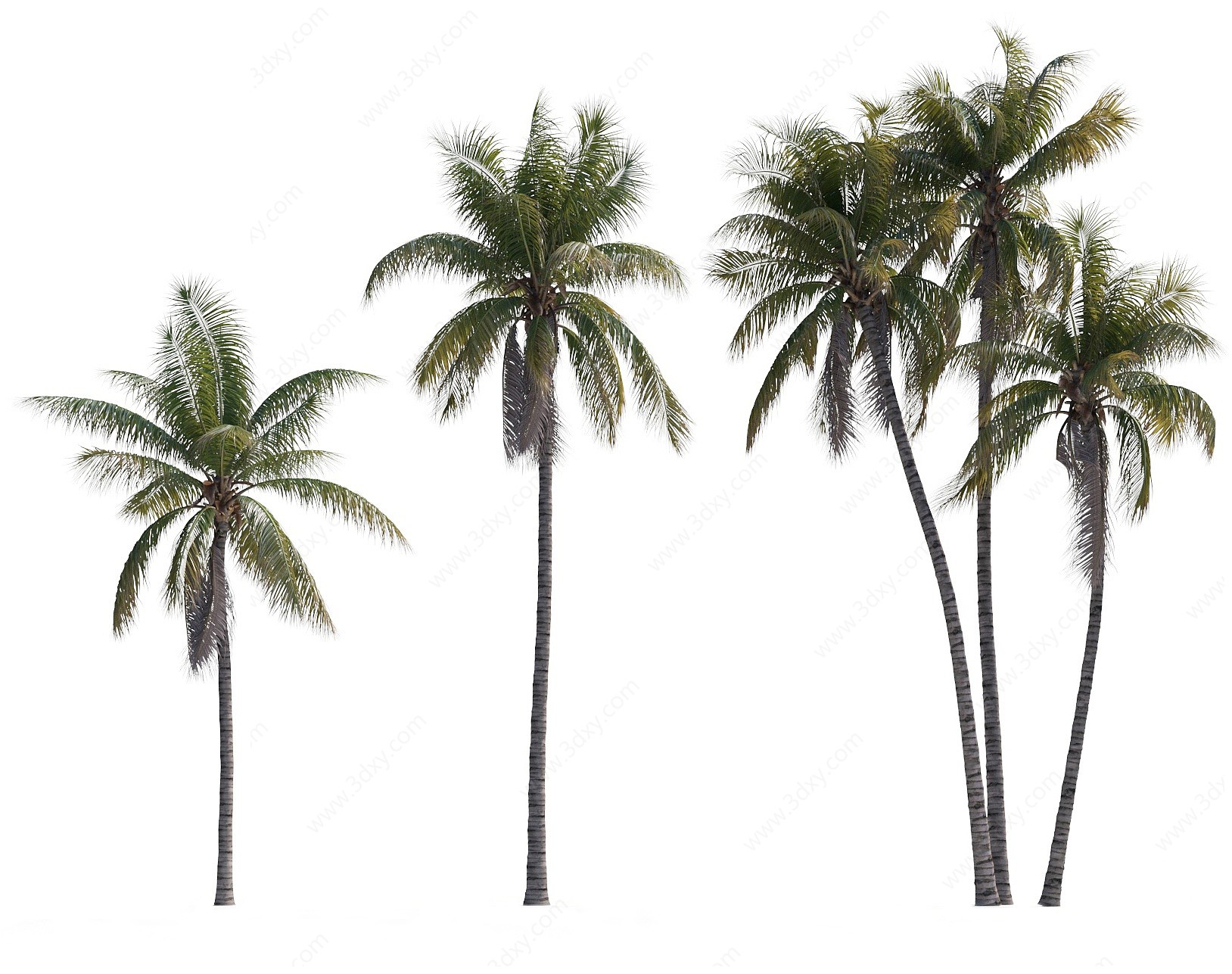 现代椰子树植物3D模型