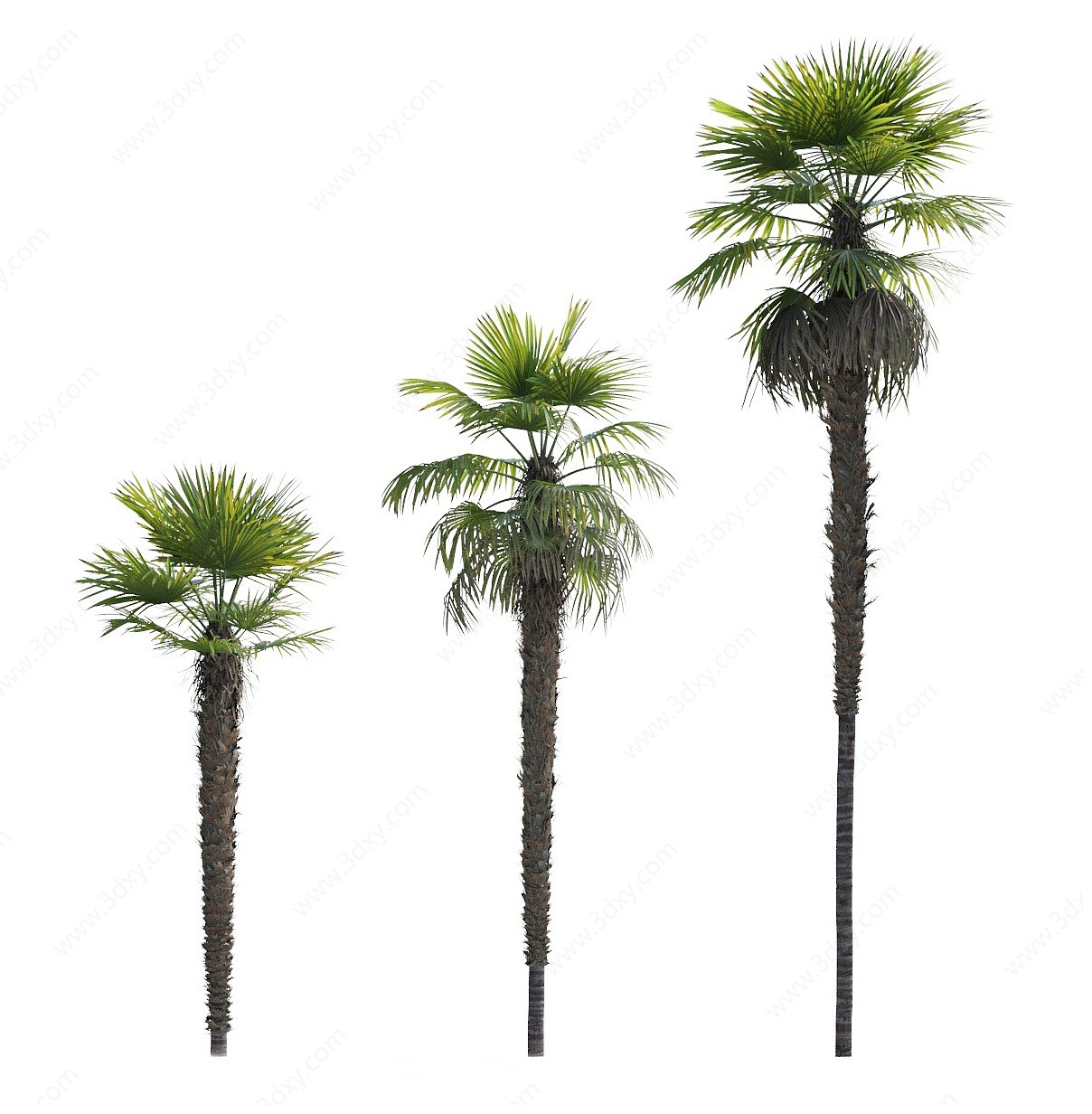 现代棕榈树热带树木3D模型