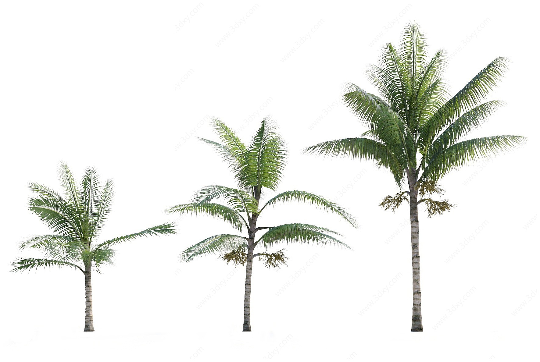现代热带树木棕榈树3D模型