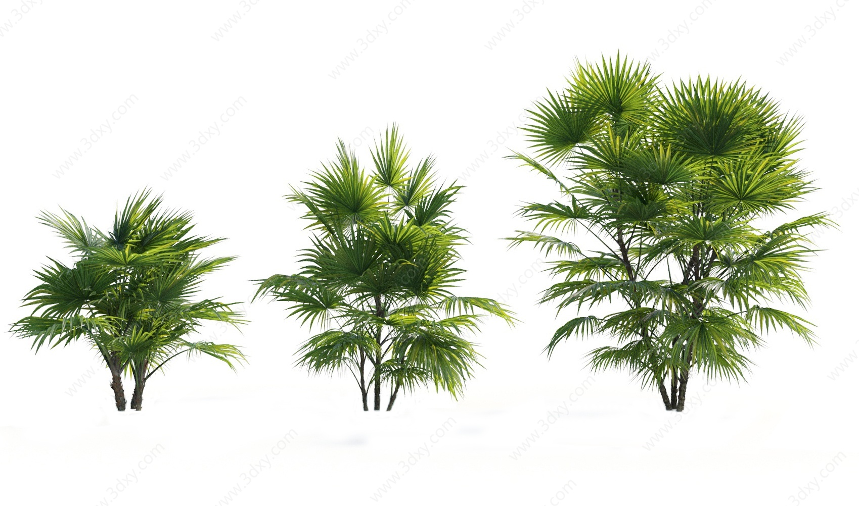 现代热带树木棕榈树3D模型