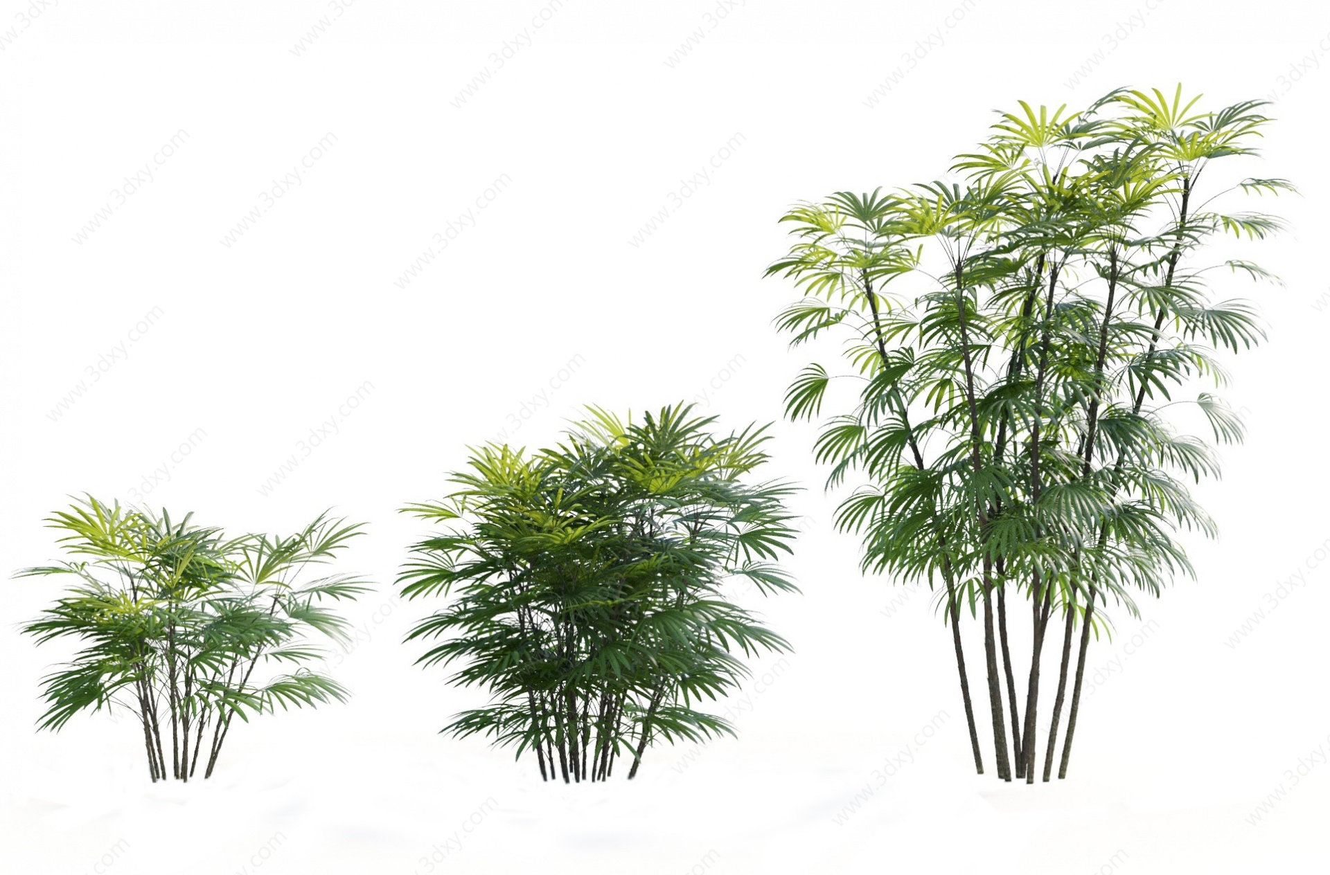 现代热带植物棕竹3D模型