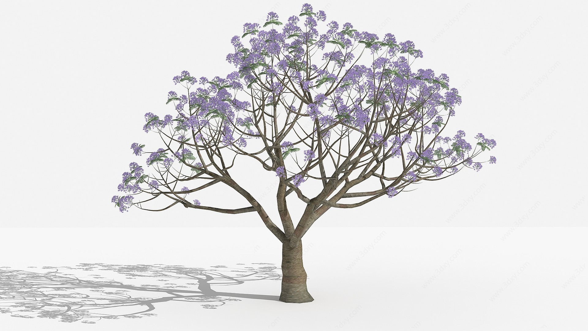新中式兰花楹灌木树3D模型
