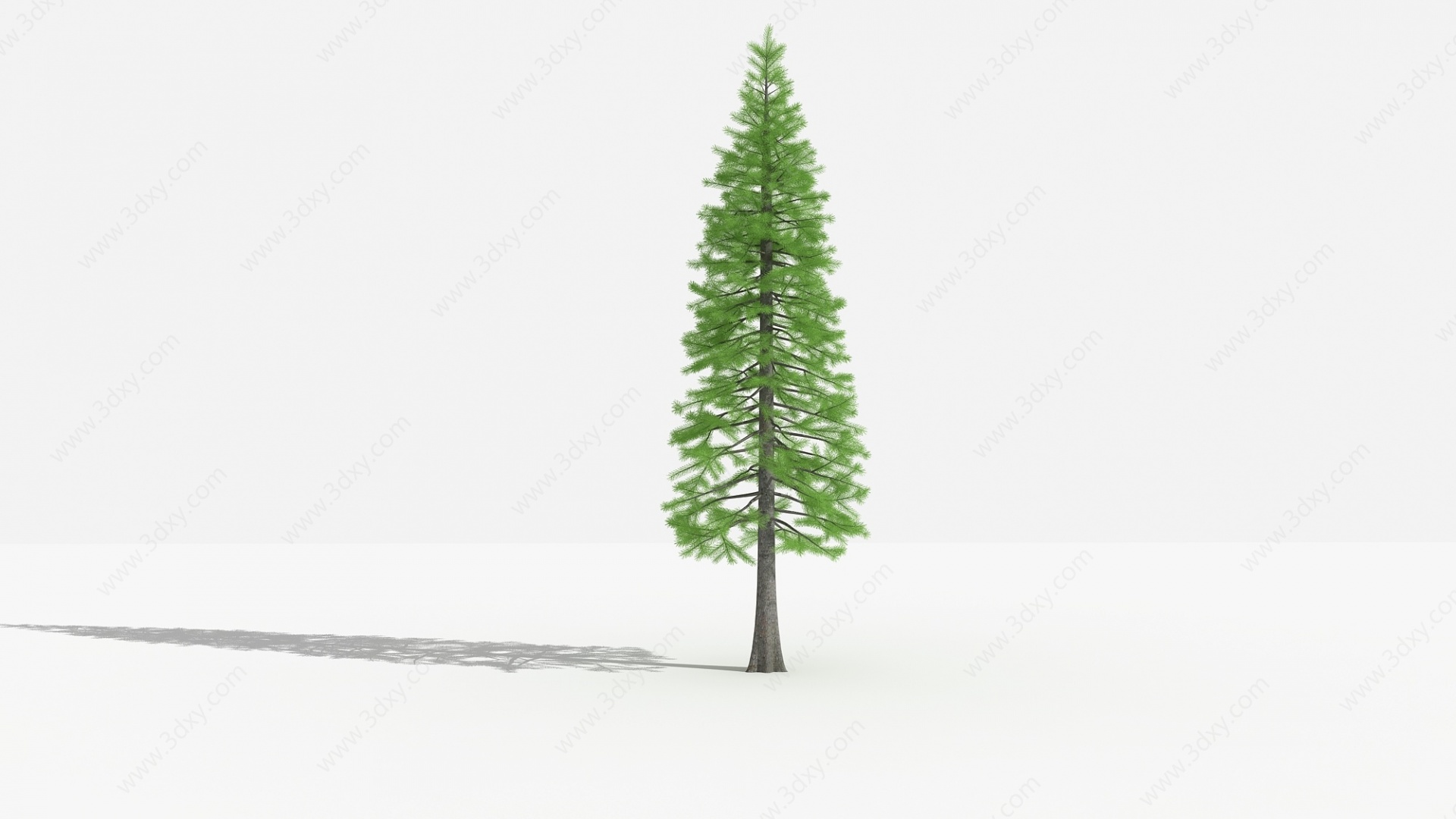 中式落叶杉灌木树3D模型