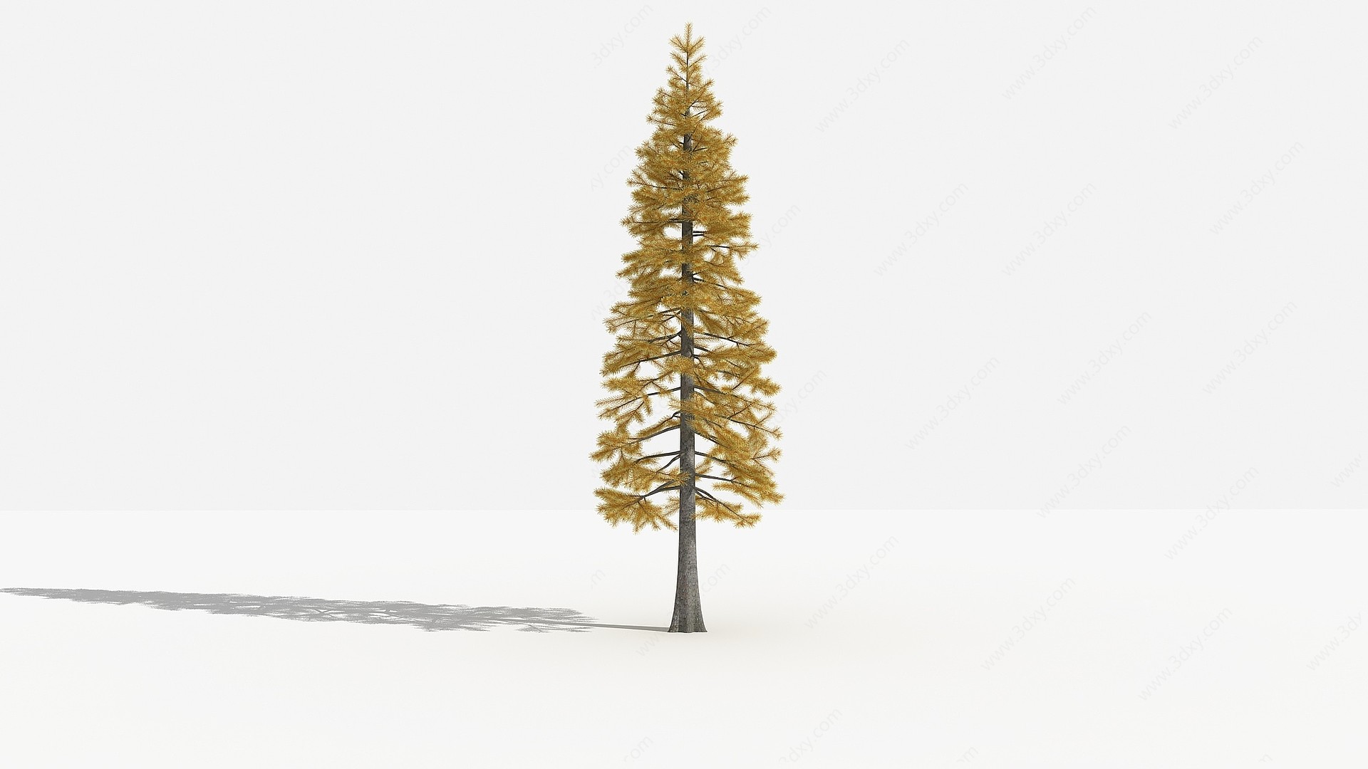 中式落叶杉灌木树3D模型