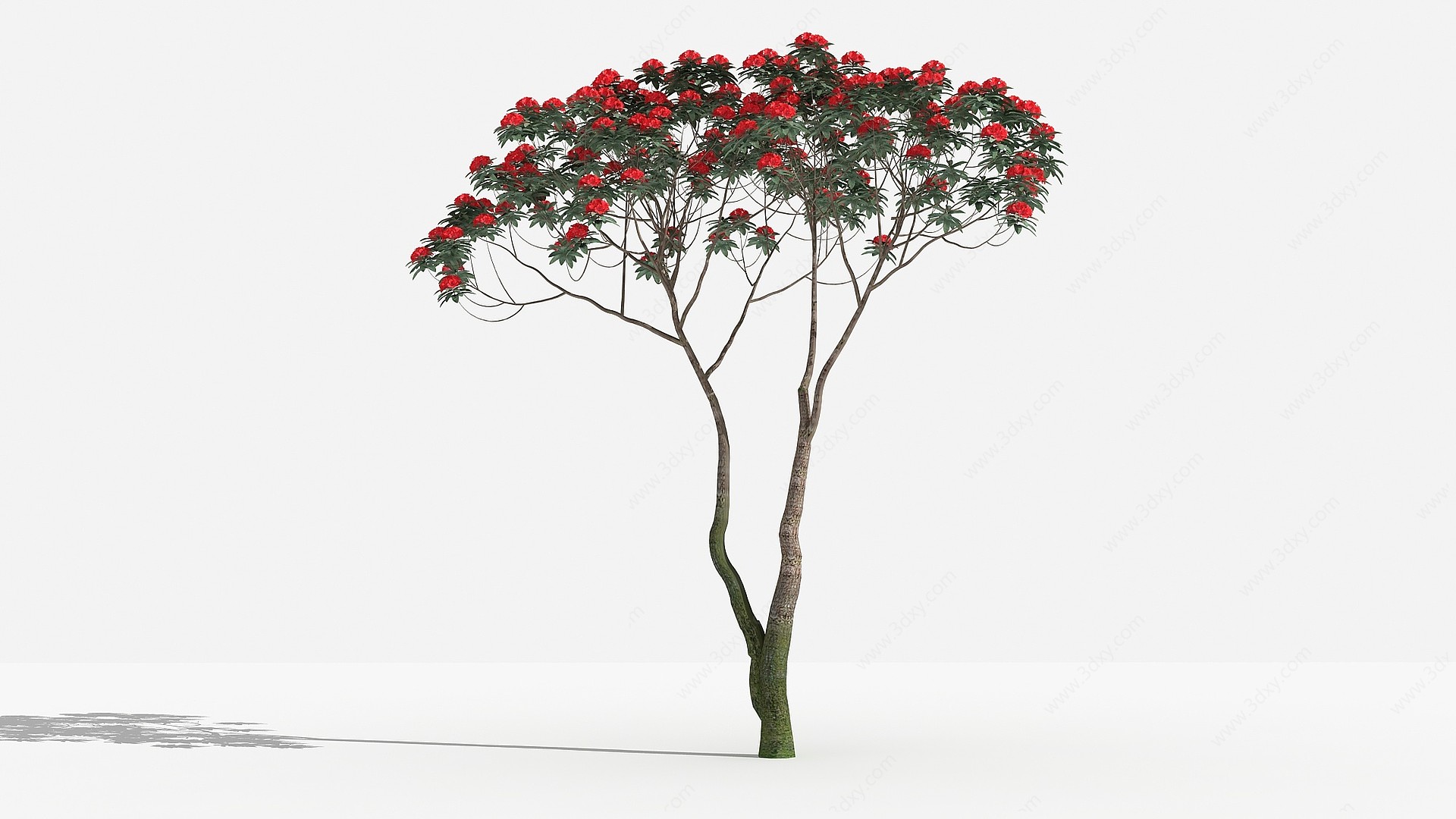 中式马缨花灌木树3D模型
